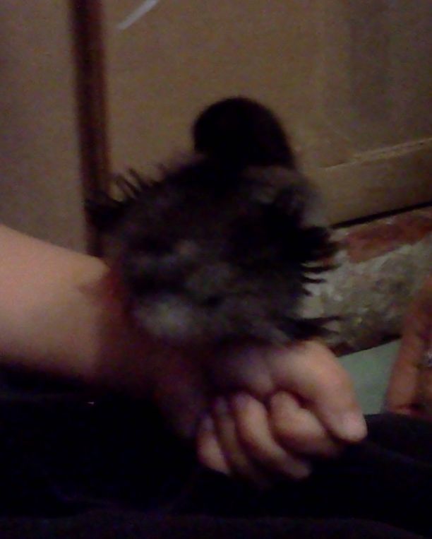 I have curly wing tip feathers!  12 days old.  Black Frizzle Cochin Bantam.  Violet.