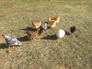 I have eight hens that free range from noon to dusk. The buffs love to eat stink bugs and keep me company when I weed.