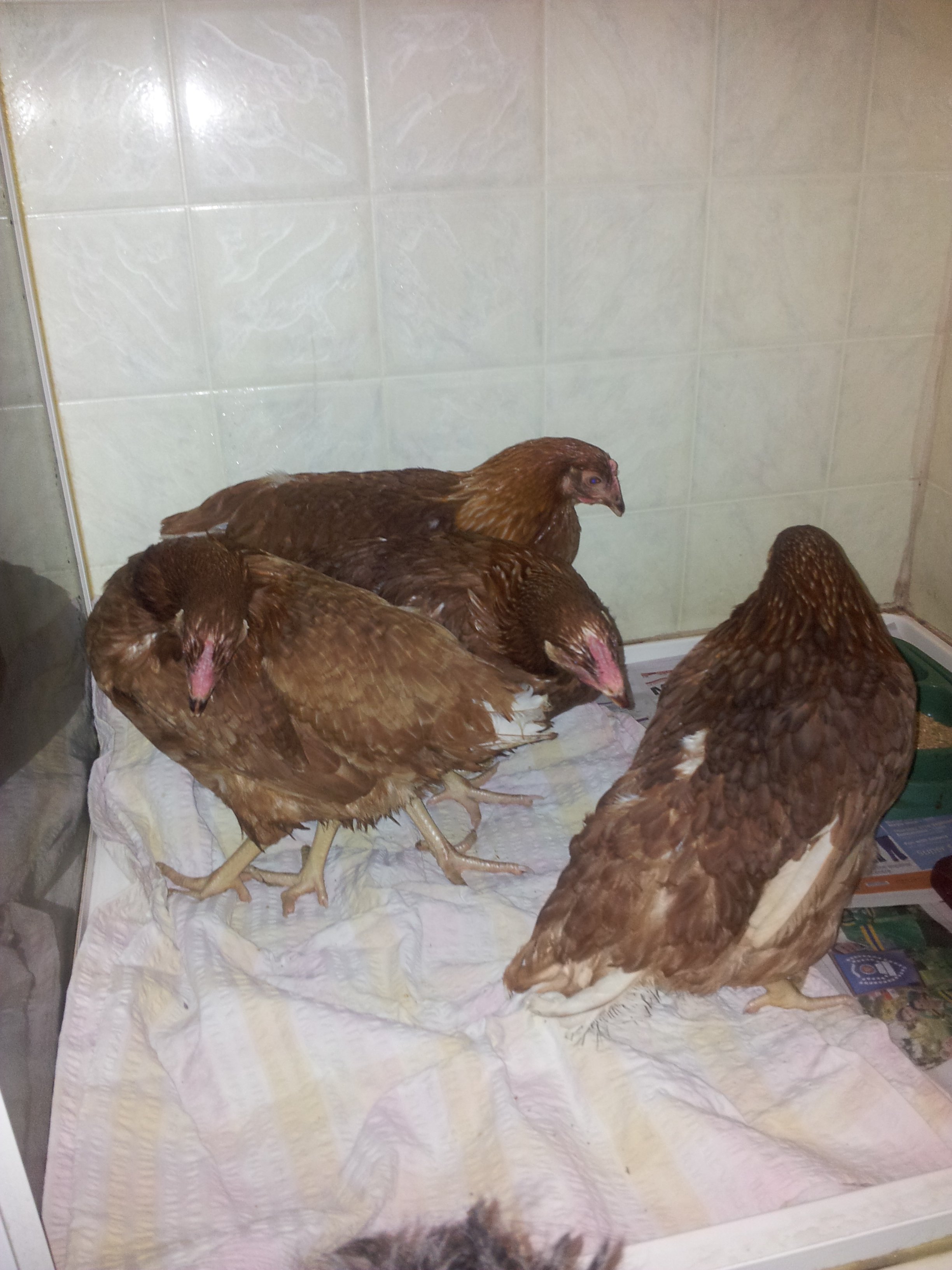 I have just gotten the girls home and it is late so I settle them in my shower recess for the night.