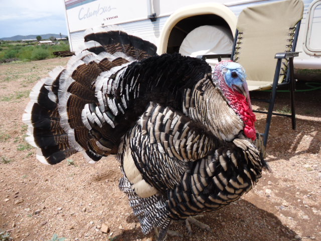 I have just had this Narragansett turkey given to me.I have had chickens all my life so I think he is really nice.I named him Mr. Henry and he lives with me and my 2 pit bulls,1 fox terrier,2 horses,and several wil animals that wonder by every day.I don't think he is very old and his personality is really 5 stars!!I am wondering if he will be happy here with just him and all my other animals.They all get along great and are always making me smile and laugh!!If any one has any types they can give me I would appreciate them!!