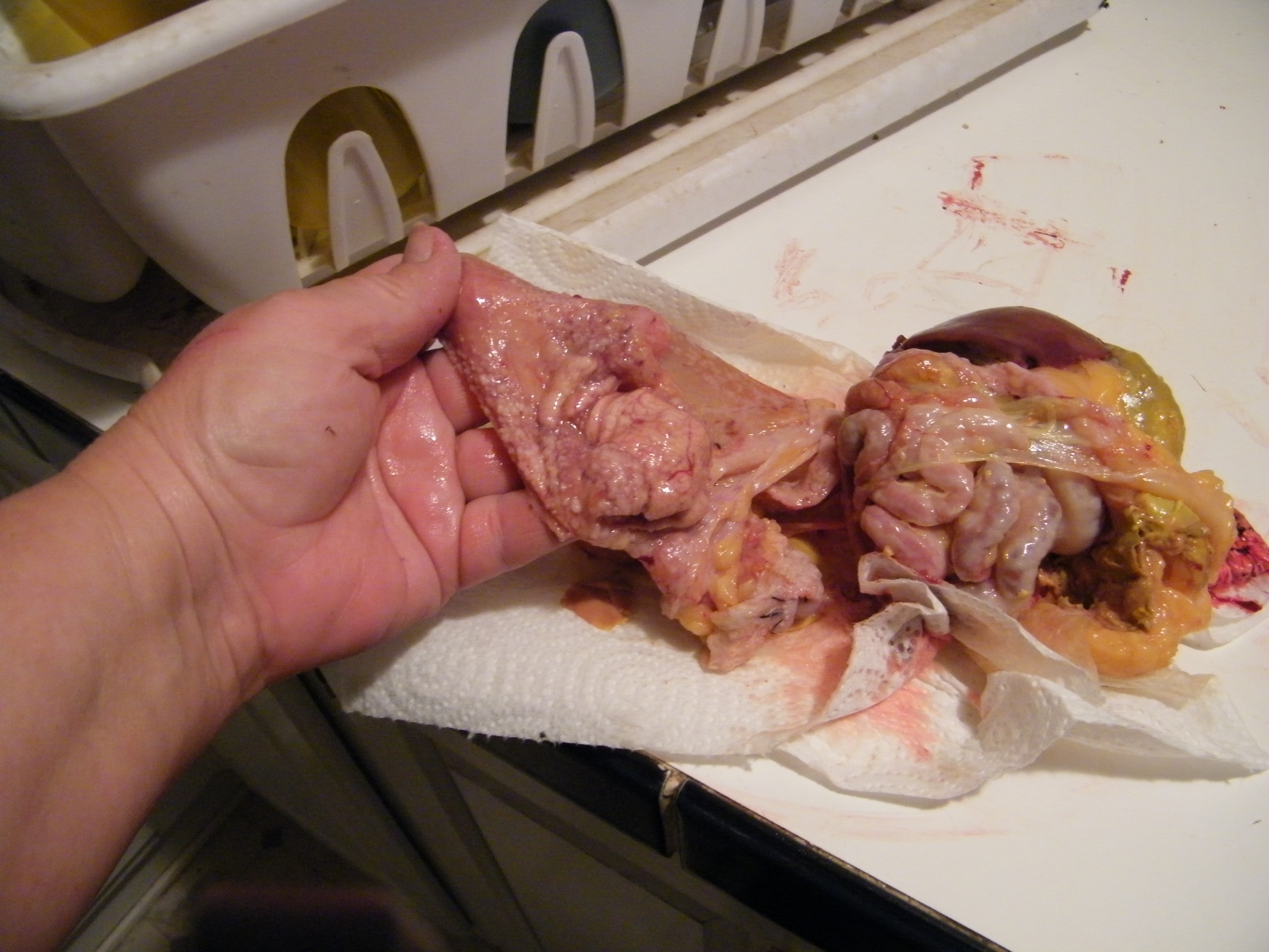 I have no description for this photo.