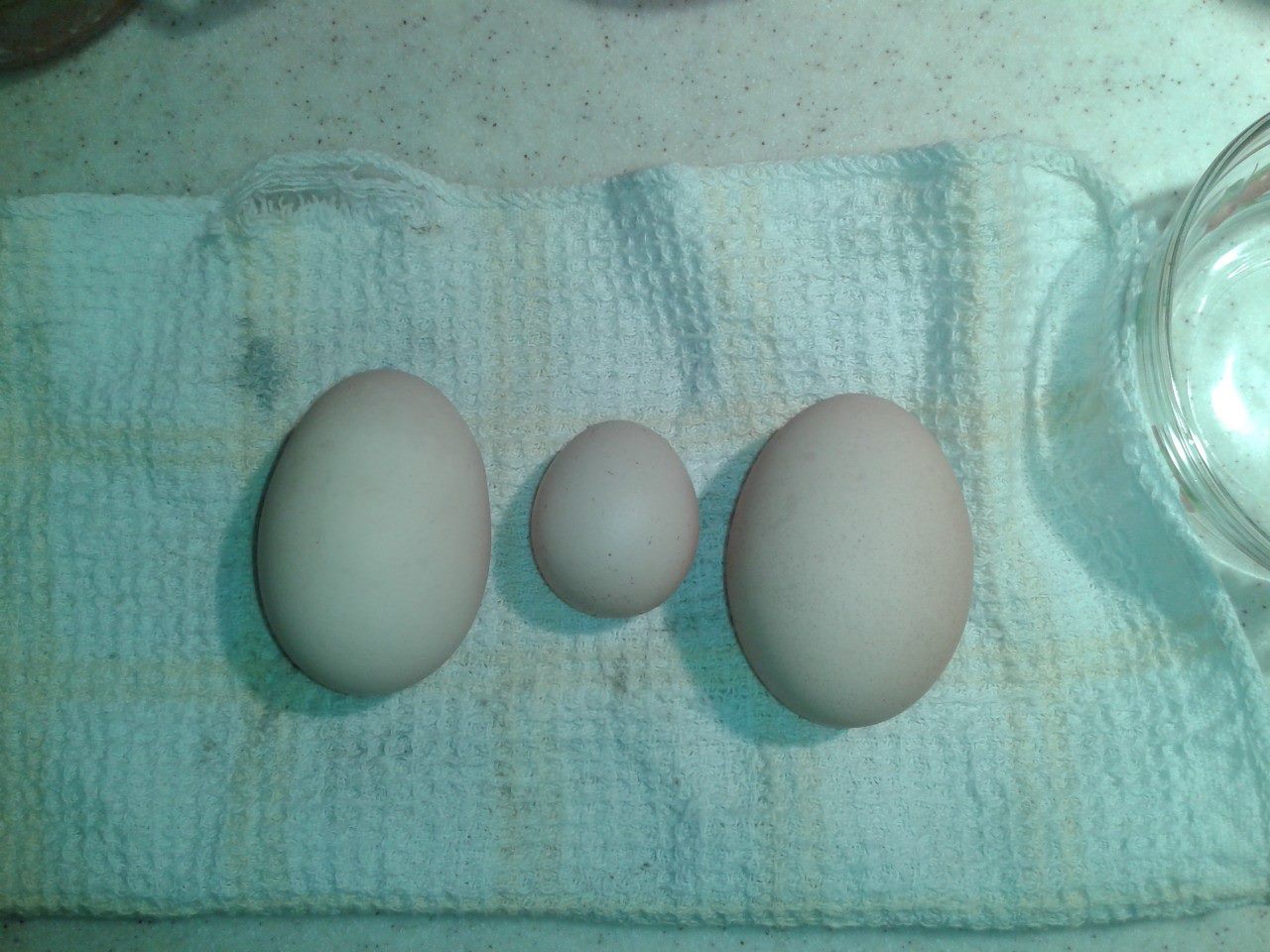 I have no idea but occasionally we get little eggs and there isn't a yolk in them. ???? What in the world?