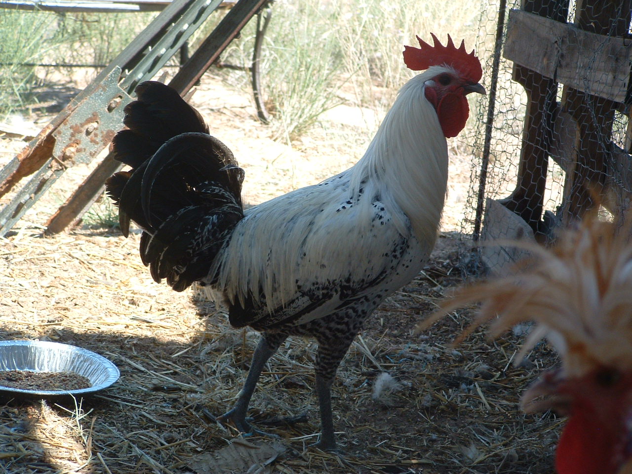 I have no idea what breed this rooster is but I also have a hen of the same breed. Do you know what breed he is? I was told he is Egyptian Fayoumi.