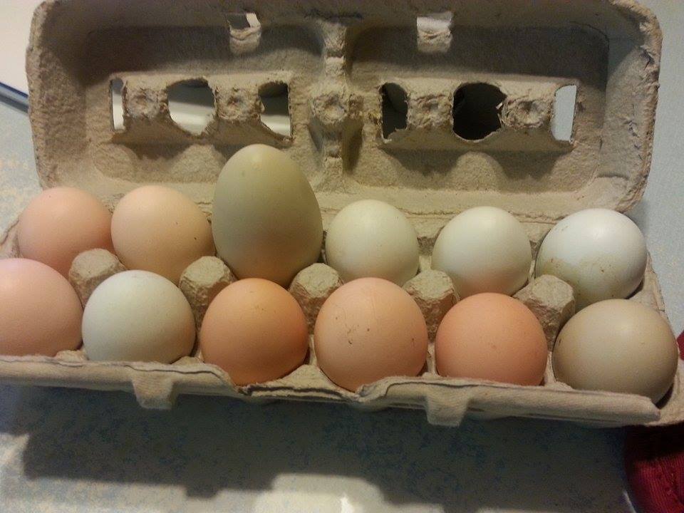 I have one all black hen that once in a while lays double yoke eggs . they are big
