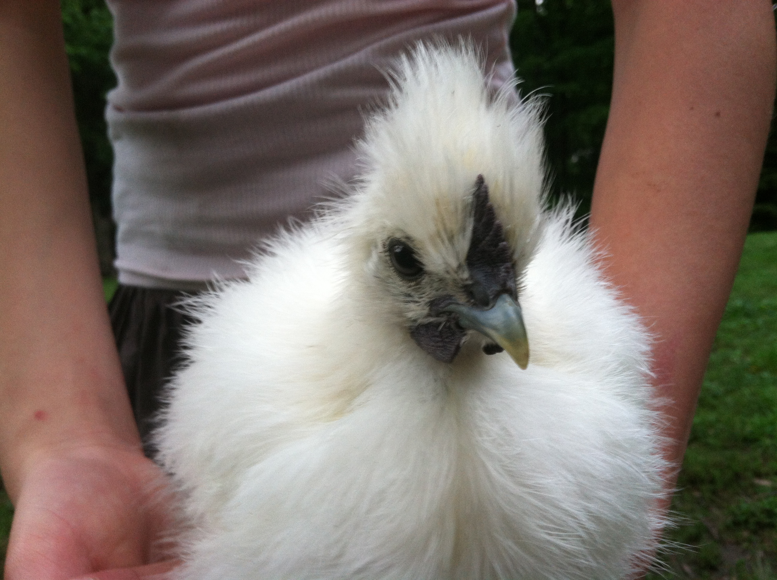 I have one silkie like this and I am thinking Roo