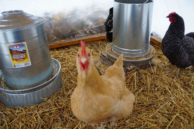 I have since raised both the waterer and the feeder so that they don't get so dirty.  I have a water heater going and so far, I haven't heard that this is a fire hazard.  I'm keeping an eye on it and making sure it's sitting on bricks and is staying clean.