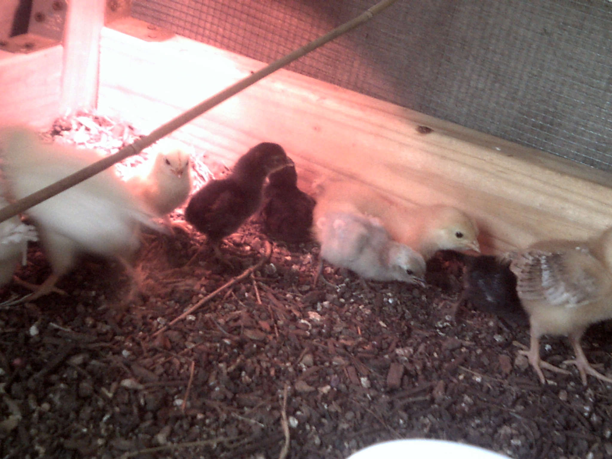i have ti say i was really worried about the size of the chicks when i put them in the brooder but other then a few pecks and wing flappings they seem to be getting along the pic doesn't do the little blue chick justice