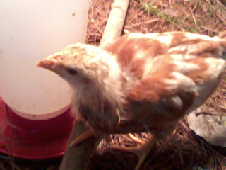 I have two chicks that look just like this that were my "adopted" chicks. I don't know what breed they are but they are quite pretty. I was thinking orphs? But here again I am NO expert lol