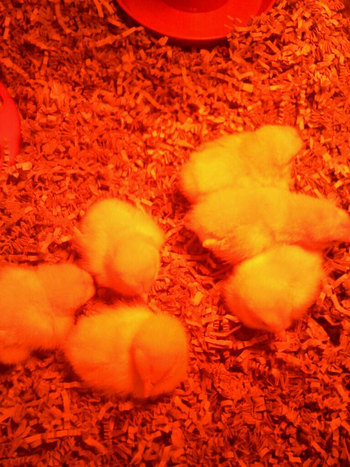 I hope I can eventually tell them apart!
