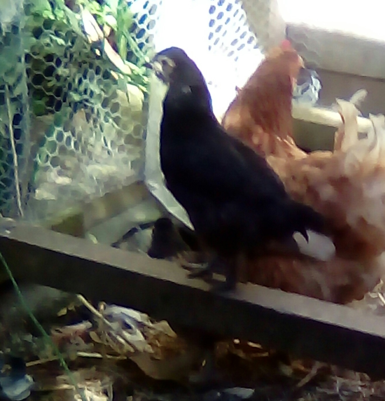 I hope this is a pullet, Araukana, the other one is hard to take a picture of, its comb is bigger, but I dont know if its a roo because of the bigger comb.