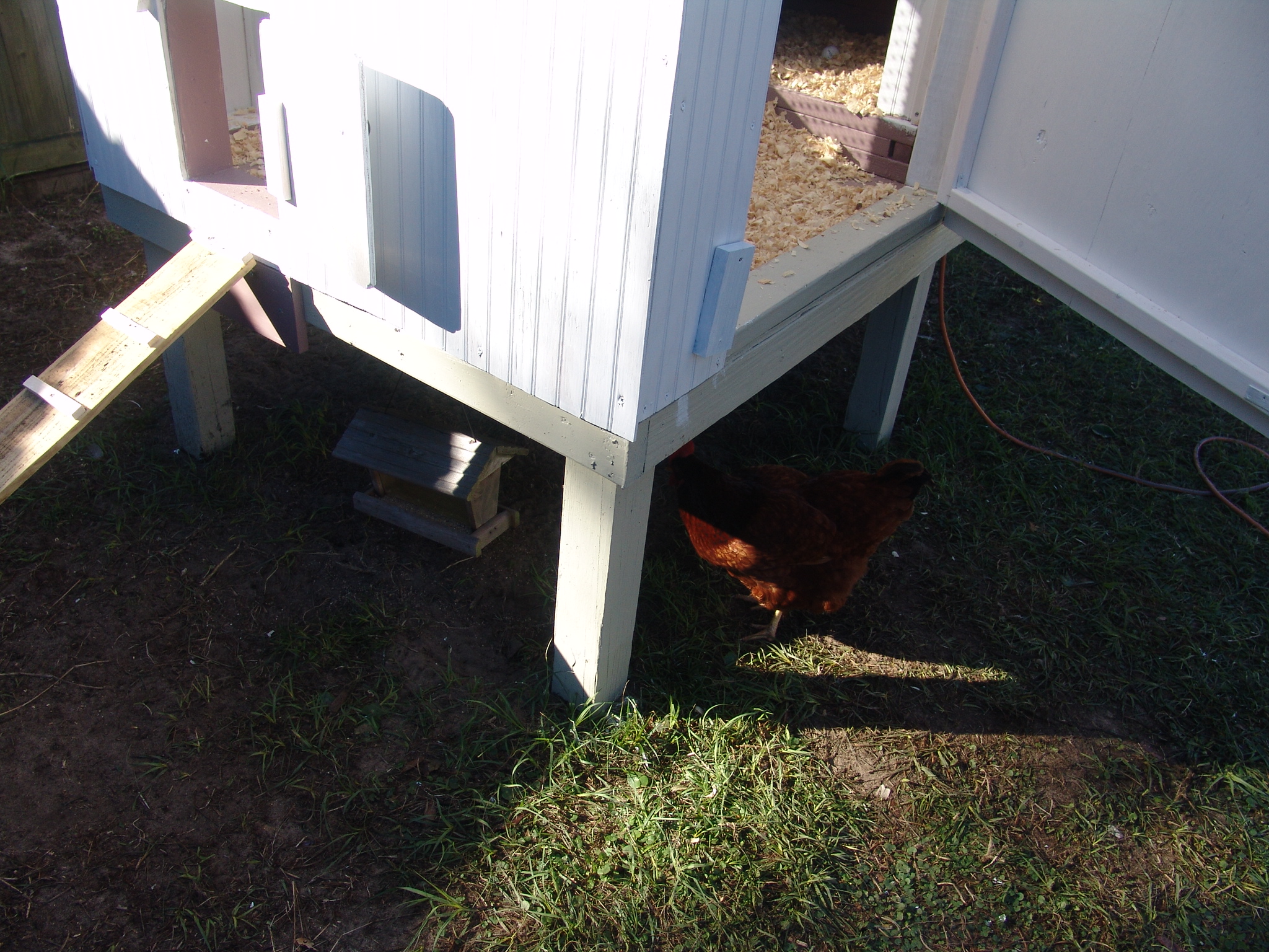 I hung a bird feeder from under the coop for them to snack on.