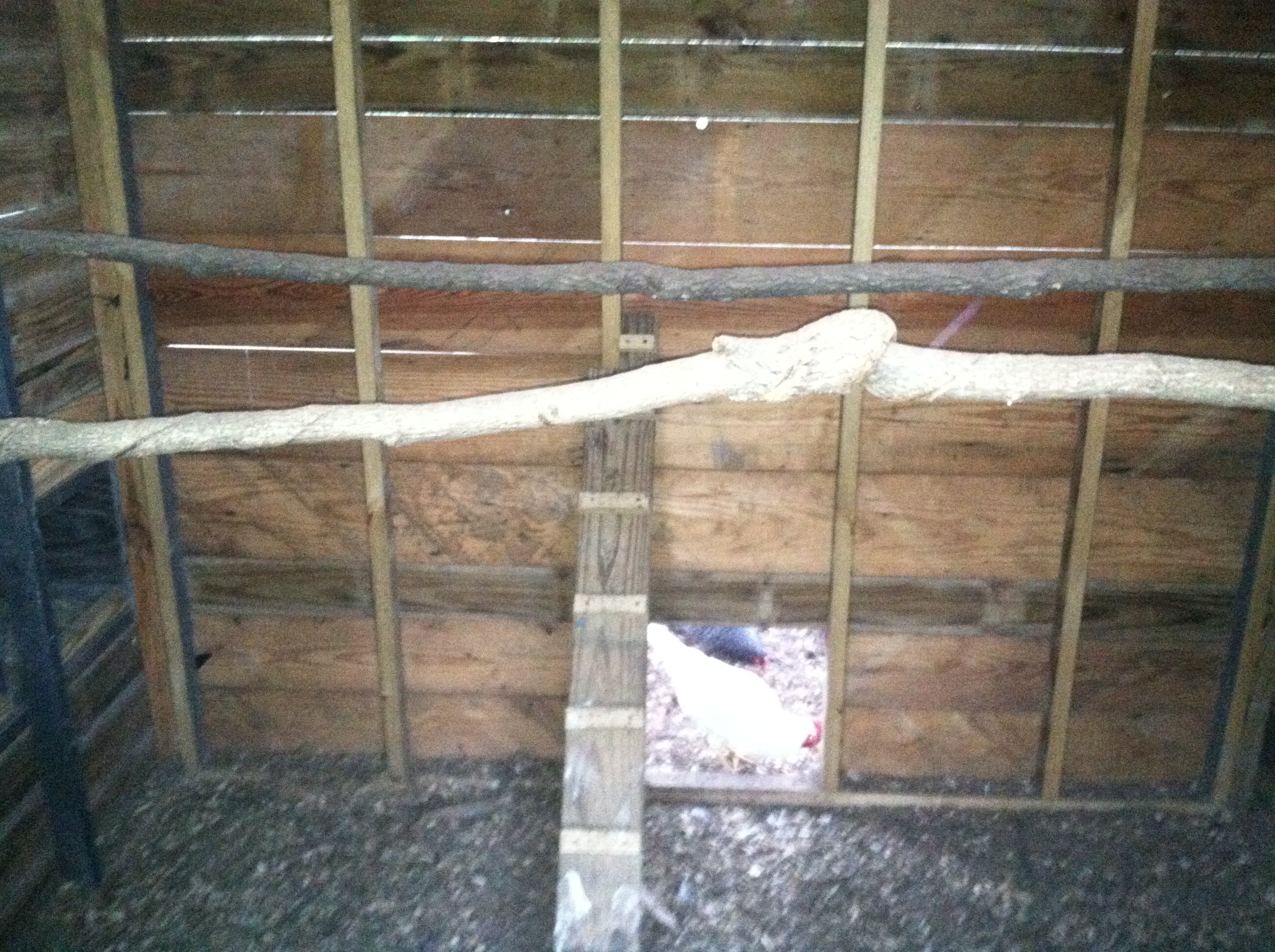 I just cut a couple saplings for roosts and screwed them up to the studs across the inside, and added a walkway built from leftover material for access.
