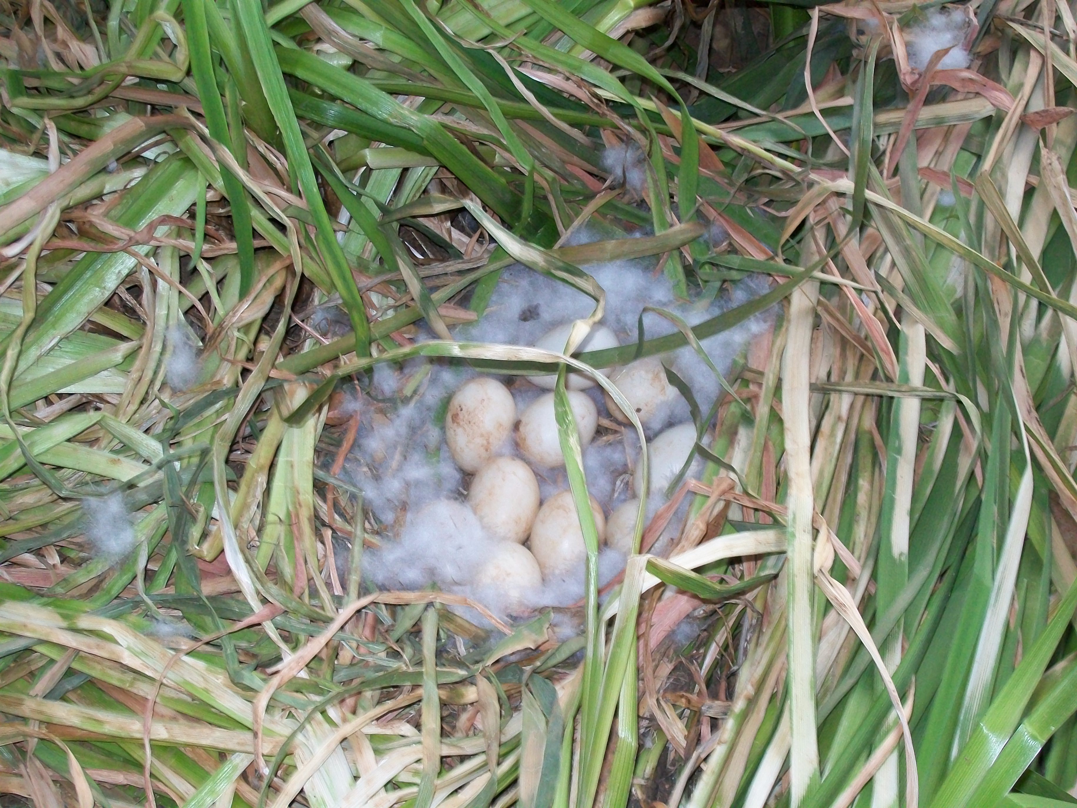 I just found another duck nest today this in the number 3 chocholate muscovy hen to set they have made the best mothers so far I have 22 babies running around from just 2 nests