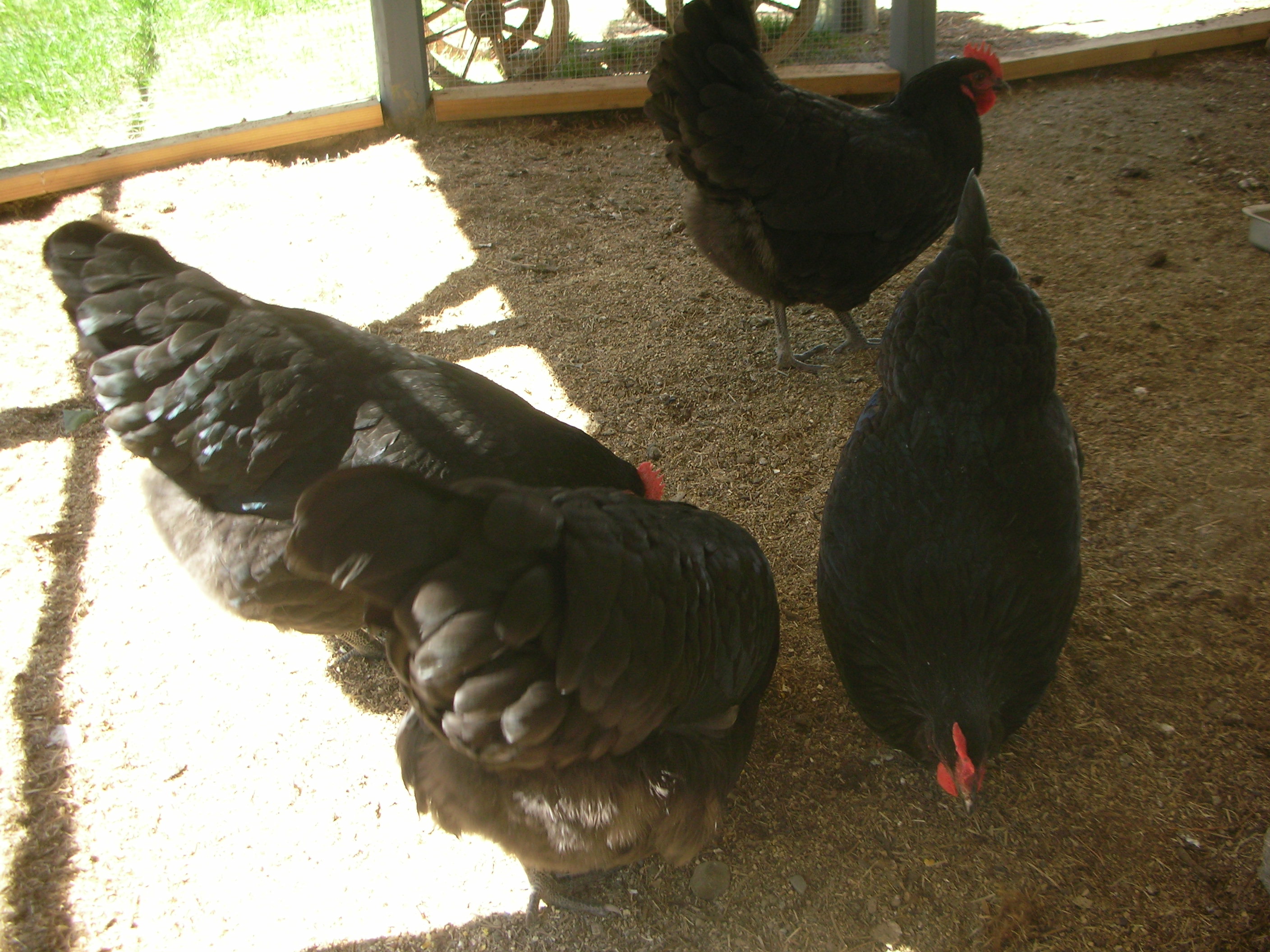 I just HAD to throw in one pic of THE GIRLS! Two are laying, two are still thinking about it. I still can't believe that since April they have gotten this huge! They are the love of my life