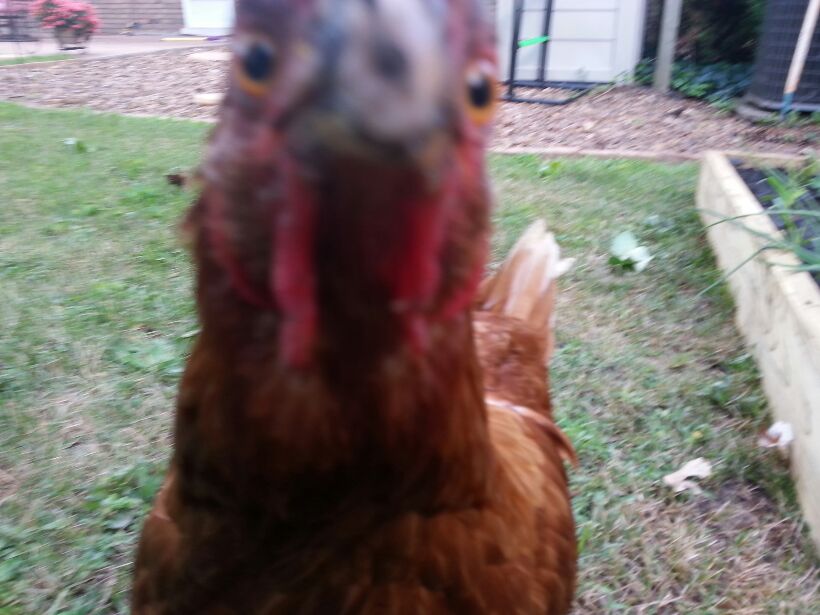 I just literally can't stop laughibg at this picture.. 
Nugget was gettin' a little up close and peraonal with the camers.
