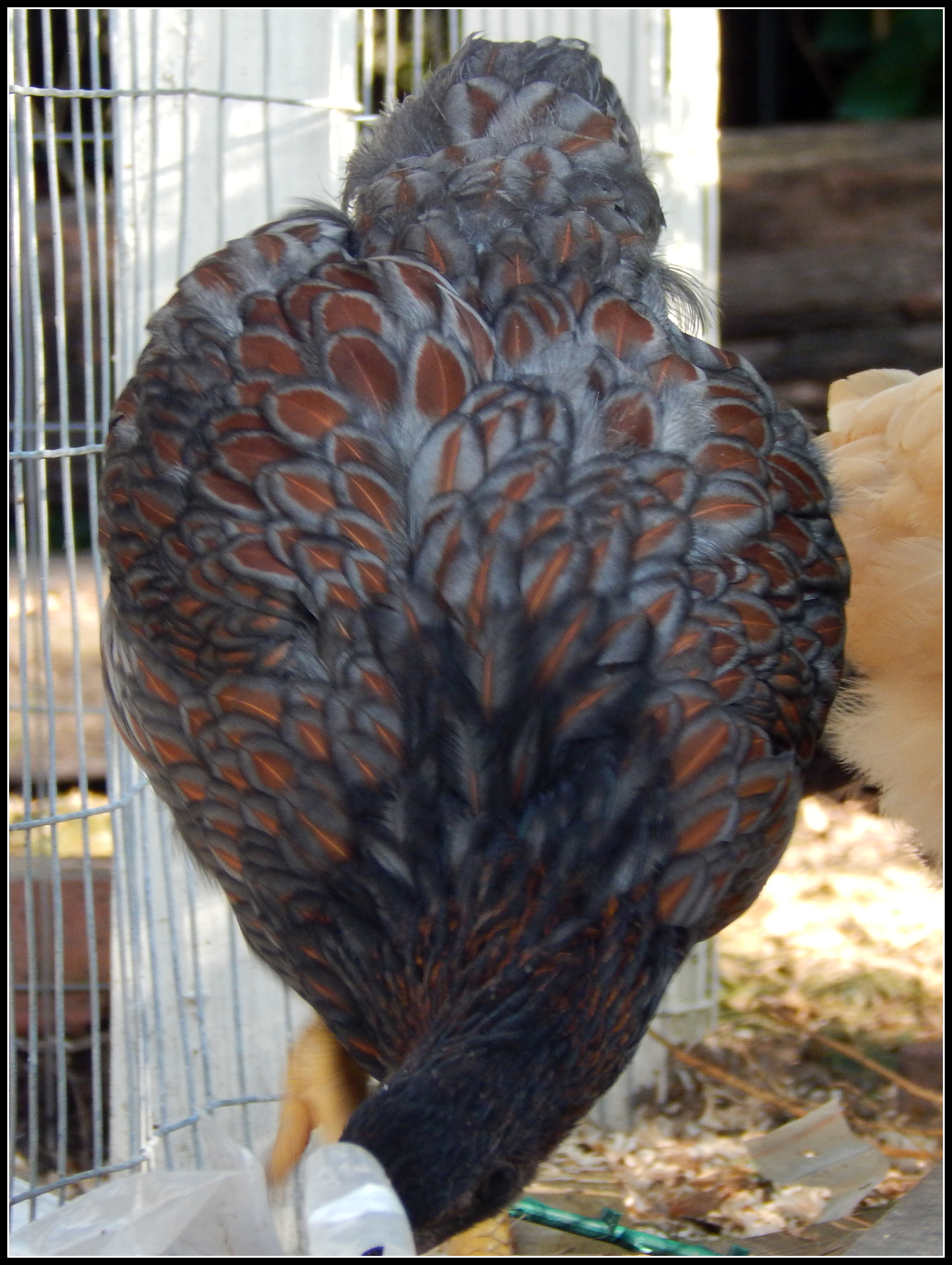 I just love her feathers