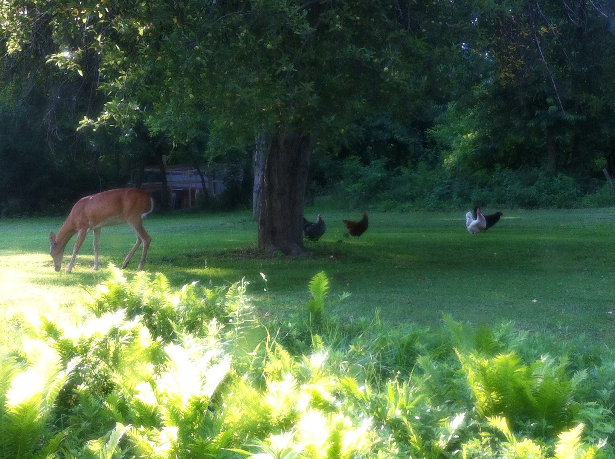 I just thought I would share this picture covering all the potential food in my back yard all concentrated into one place.  A large deer standing under an apple tree with my chickens right next to it all.  Who has a recipe that includes eggs, venison, chicken and apples?