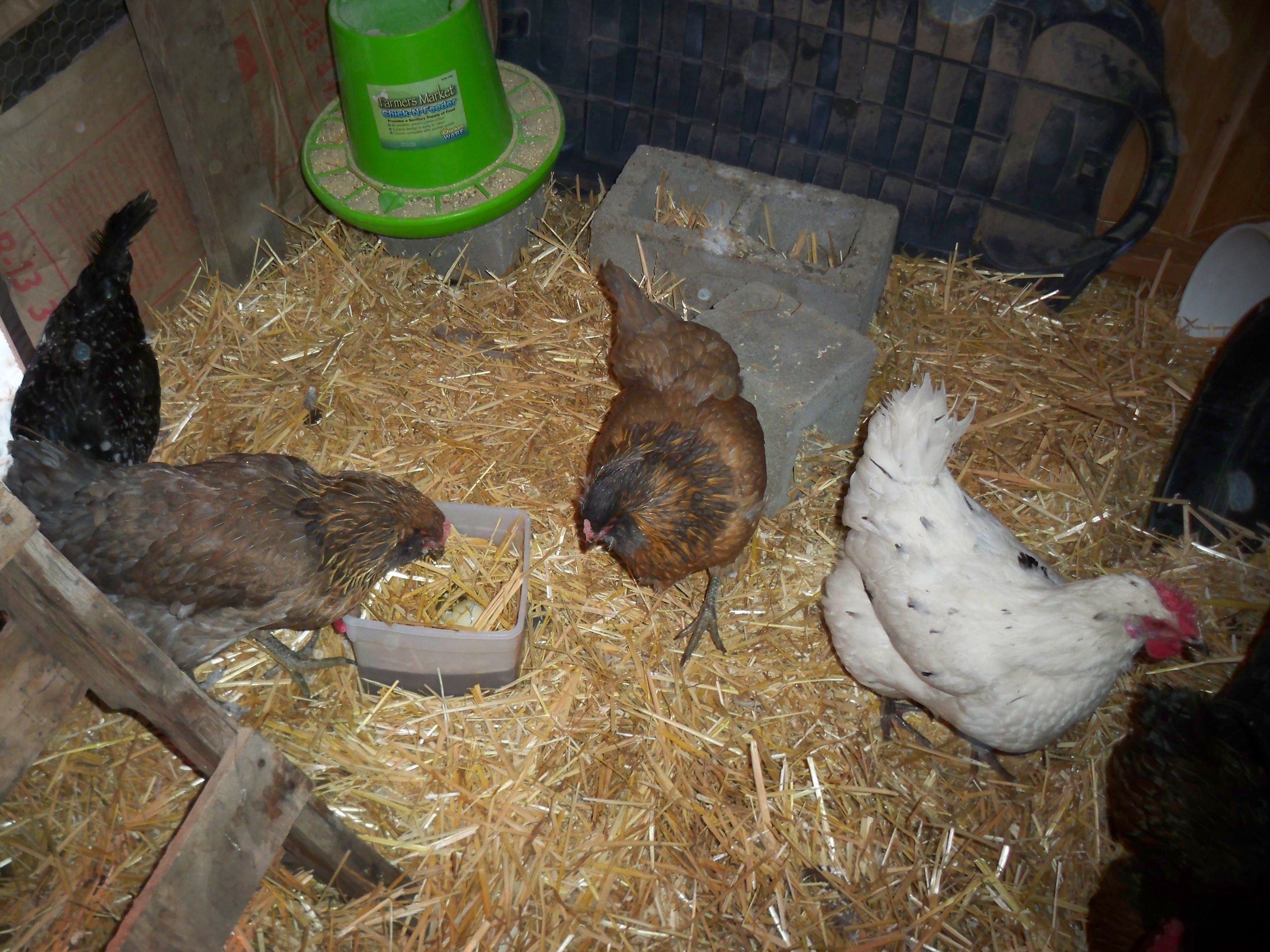 I keep changing stuff in their coop - trying to figure out what works. they follow me around, hoping I've brought something for them to eat. moved their food inside because they are not too fond of the snow.