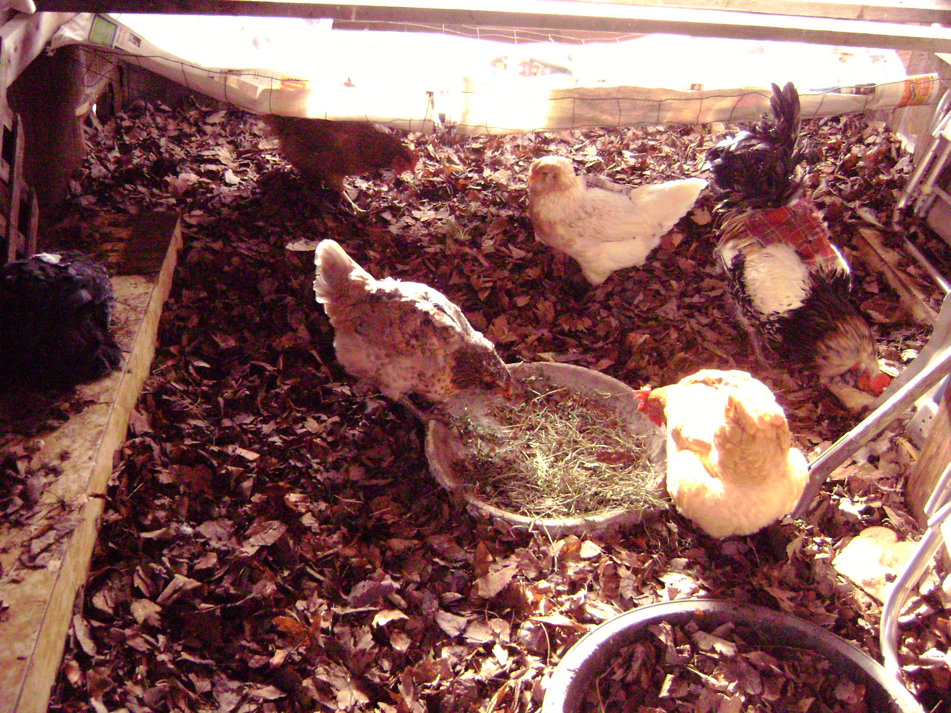 I kept a big dish for to throw whatever greens i could get at the store as well.......they really enjoyed this!