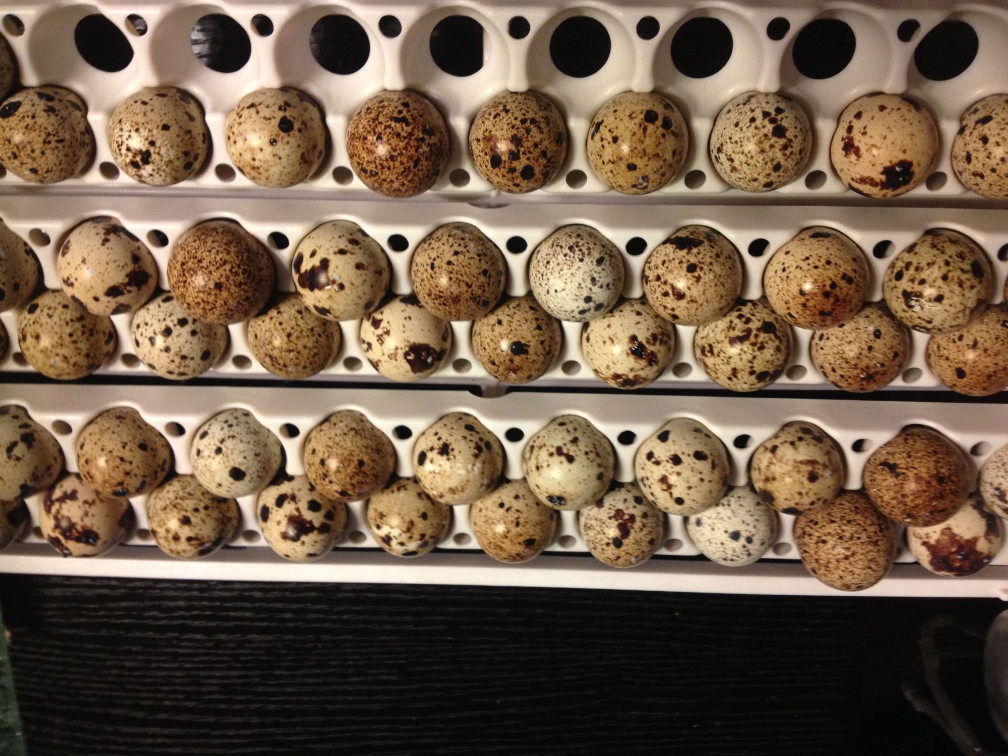 I know not chicken eggs but yummy.lol