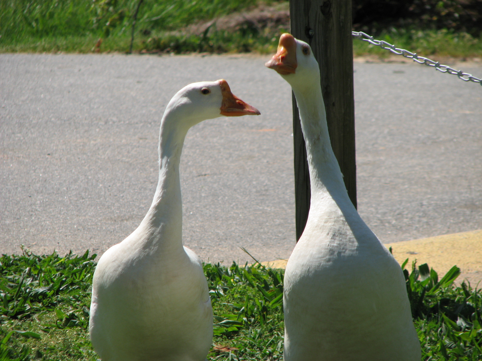 I know this a pair of White Chinese geese.  They have not produced any pure White Chinese, but one of the other geese hatched and raised a goose that is clearly part White Chinese.