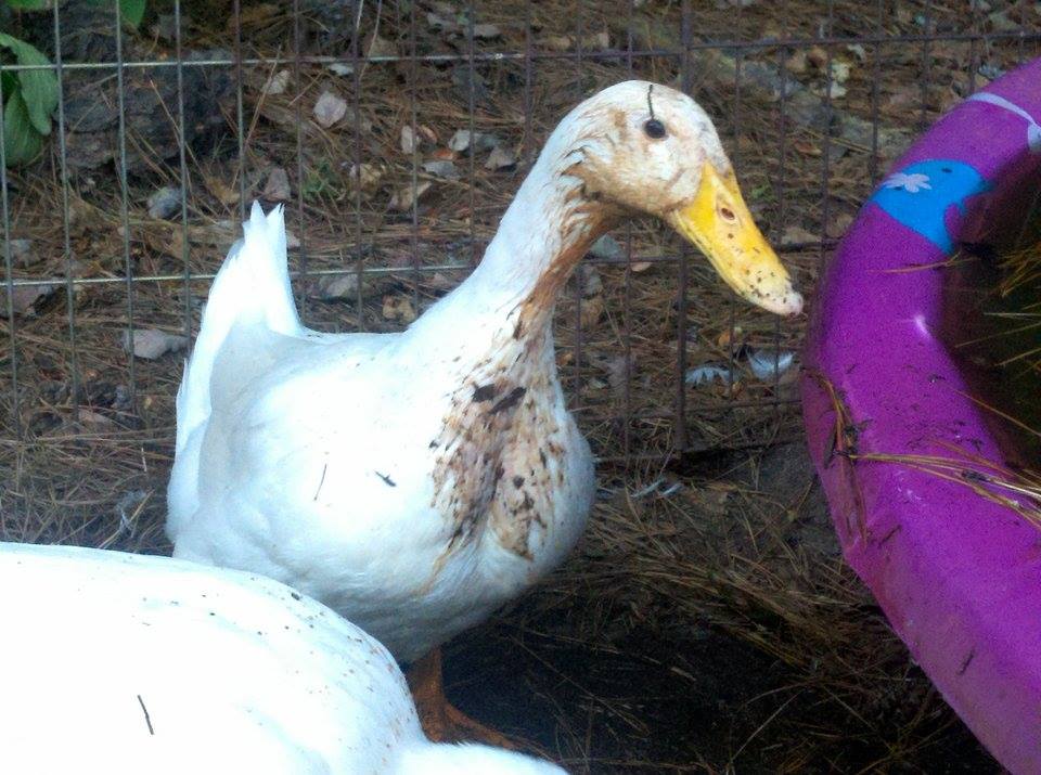 I left the babies alone with daddy ducky......