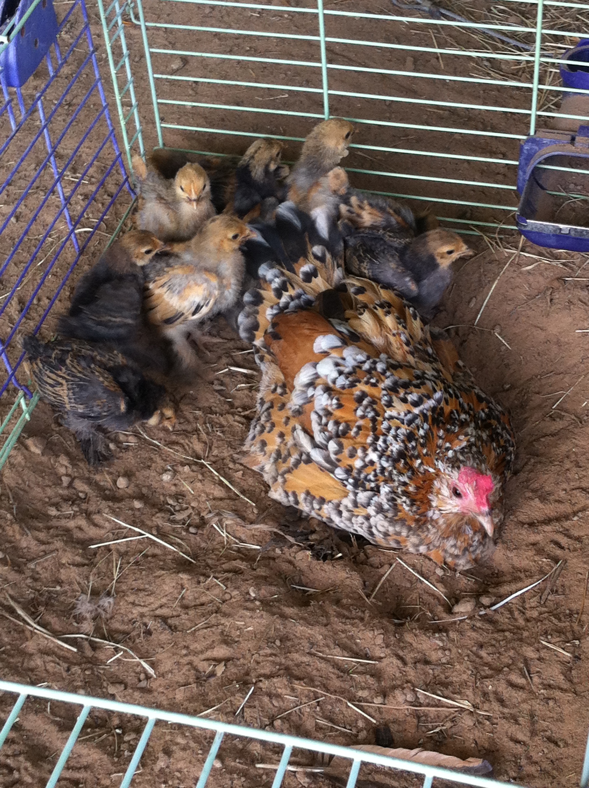 I let each of my broodies get 20 minutes to teach their chicks how to dust bathe. This is a mille fluer d' uccle and she has 9 chicks.