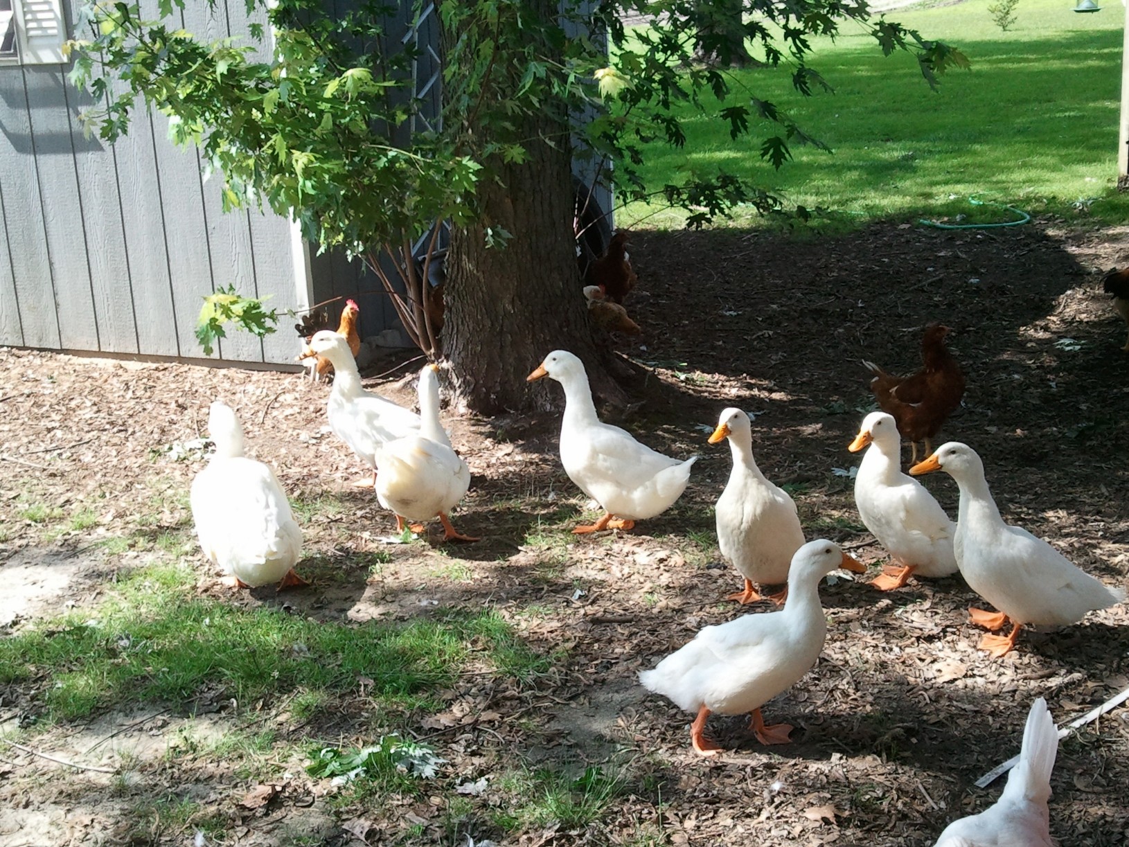 I like my new family !!
