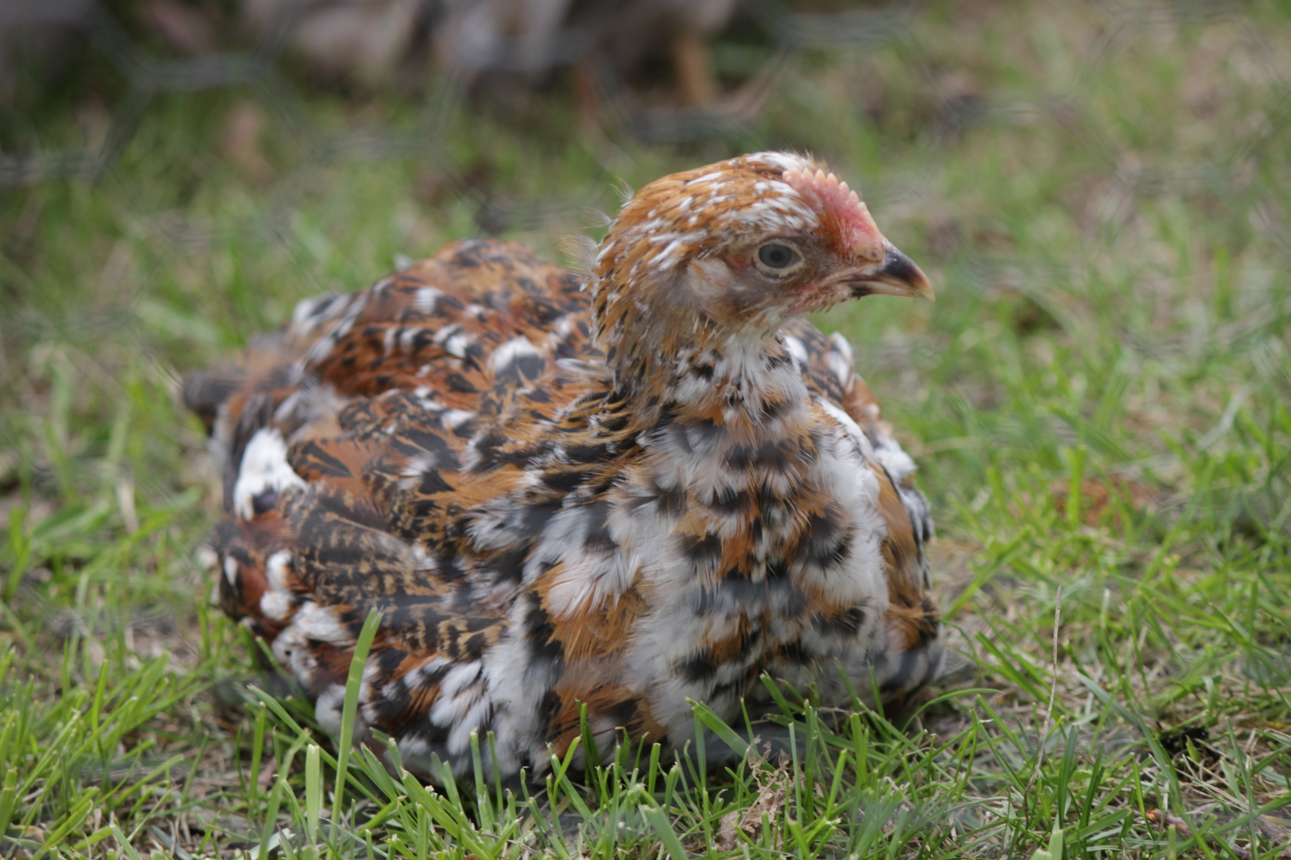 I like this rooster!  Nice color