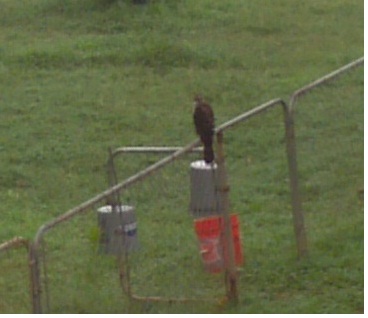 I looked out of my window one morning and look what I found sitting on my chicken yard fence! They have two yards, one covered and this one. I am always out with them when they are in this one and this is why! That hawk knows there is a tasty meal that will wander around there soon!