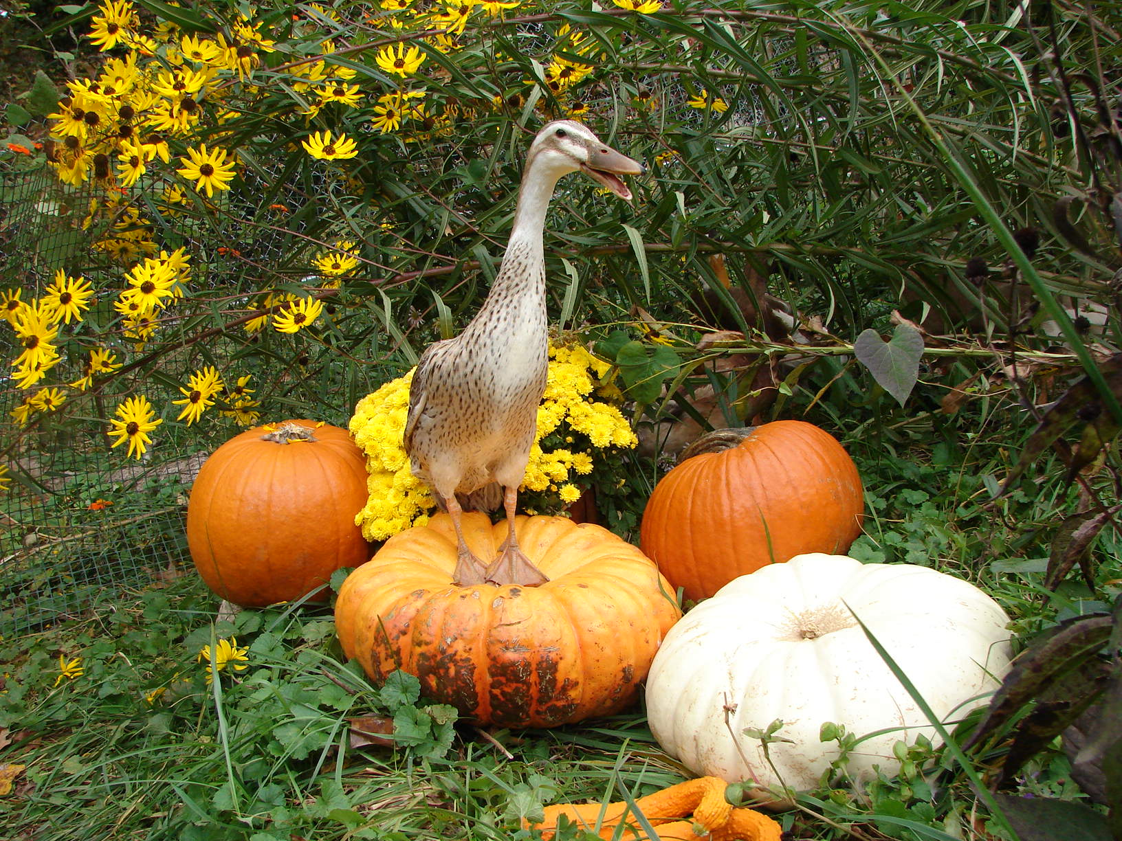 I love fall.  QUACK!  I love fall.  QUACK!  I love fall.