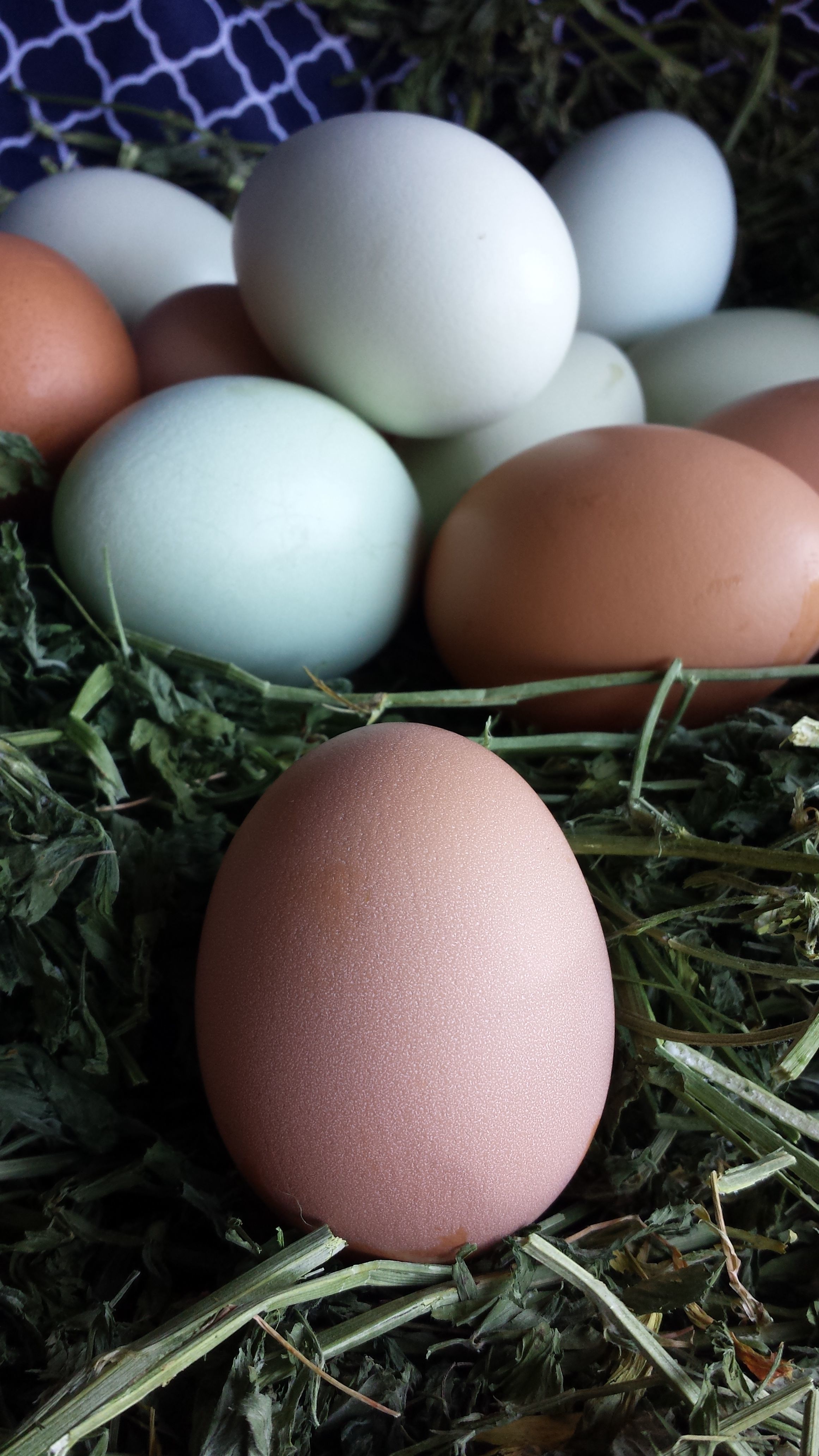 I love how pretty a mixed flocks eggs can be