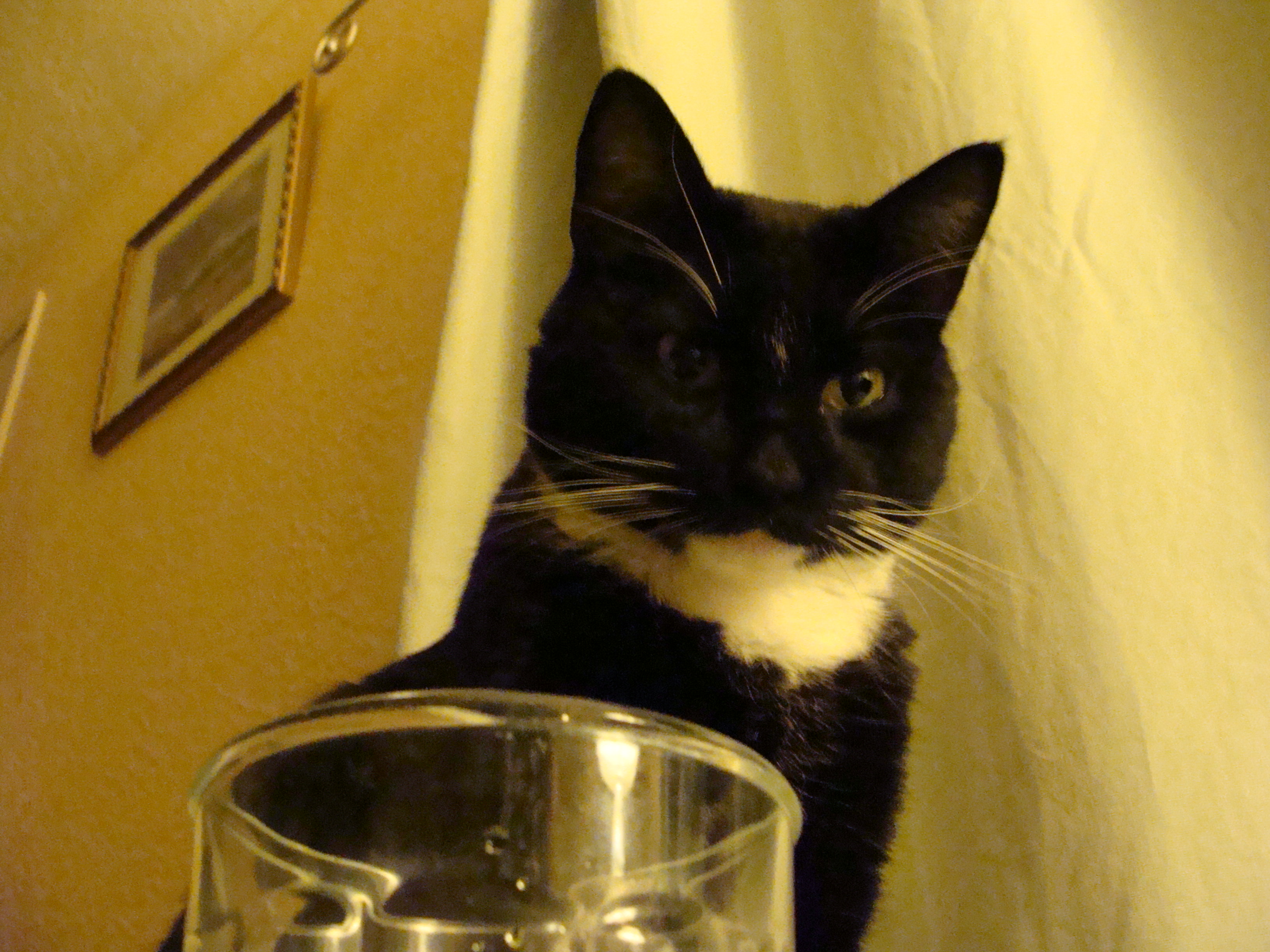 I love my tuxedo cat.