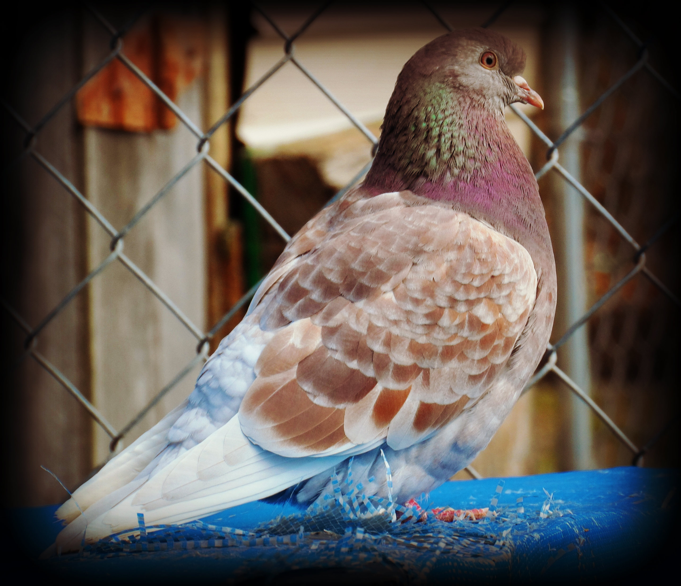 I love the color of my pigeons