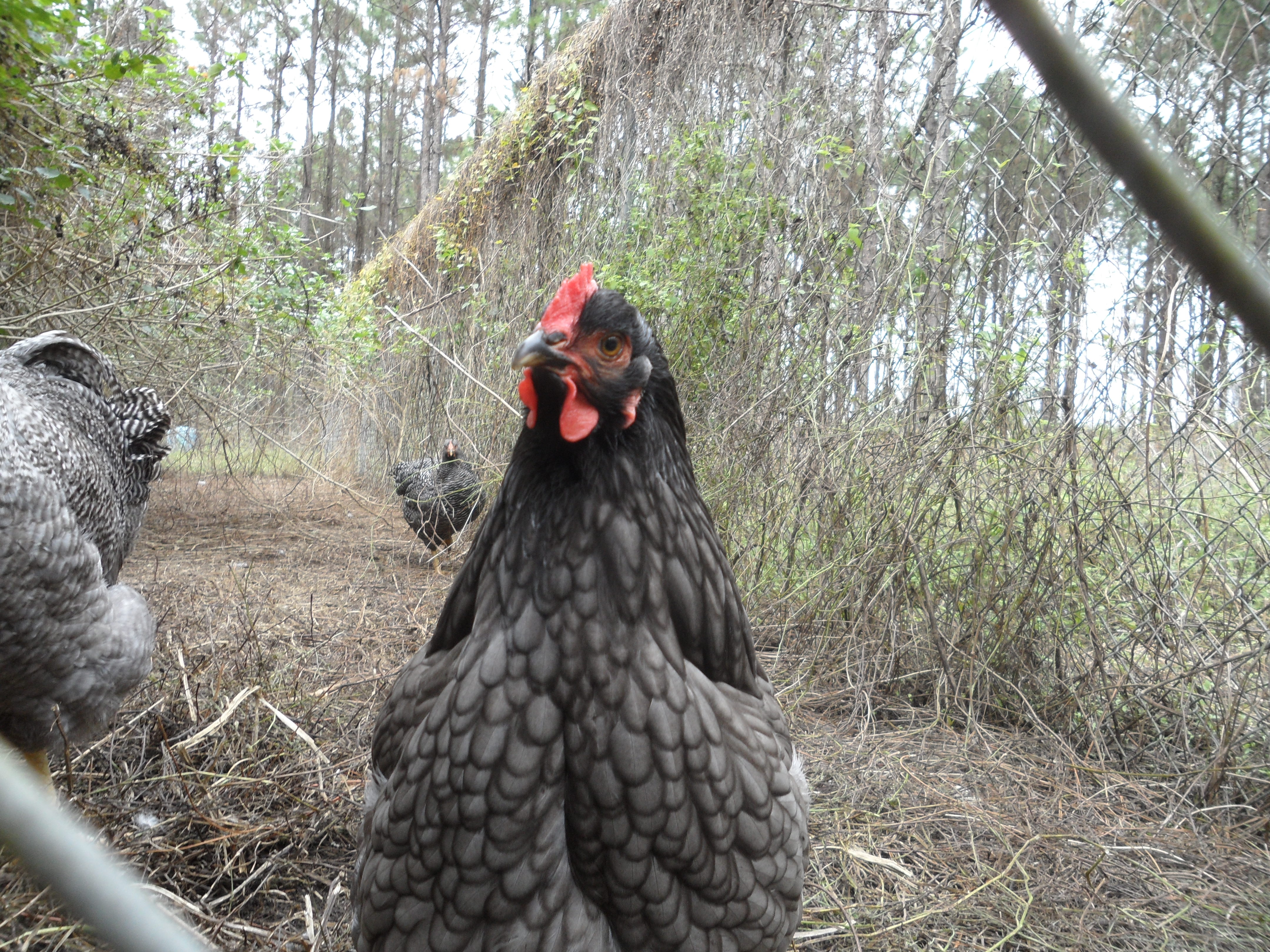 I love their lacing.