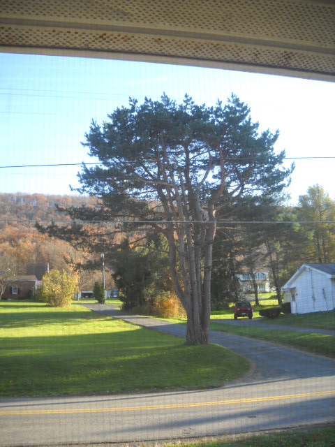 I love this cedar tree.  It's right out my front door.