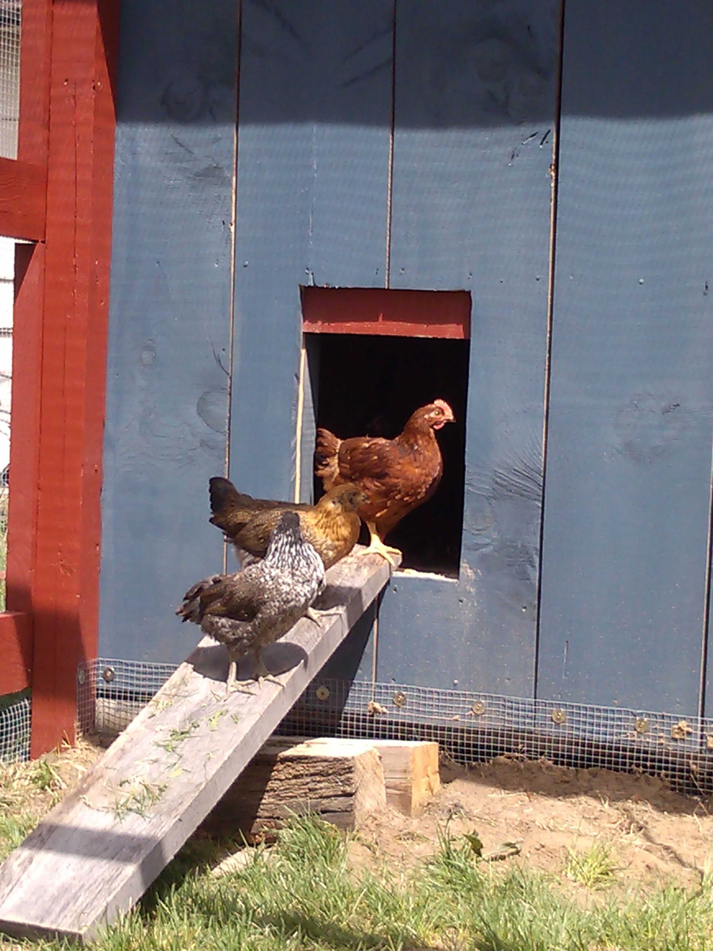 I love this picture. It's my 3 bravest ones attempting to "go outside" lol. They wouldn't get in the grass for another hour. The ramp wasn't finished yet so we just tossed a board there.
