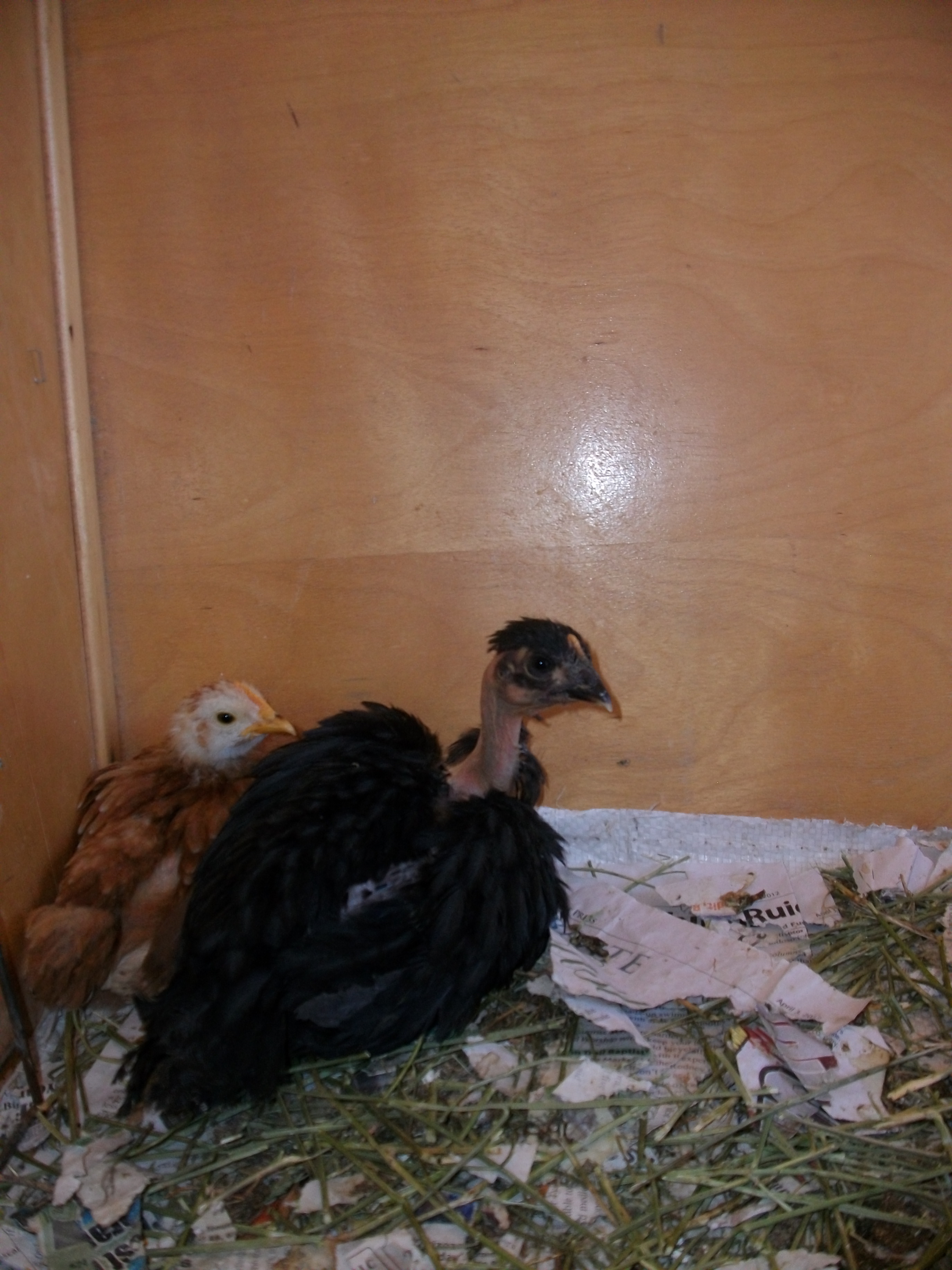 I love this picture, Vulture's wings almost look like a heart