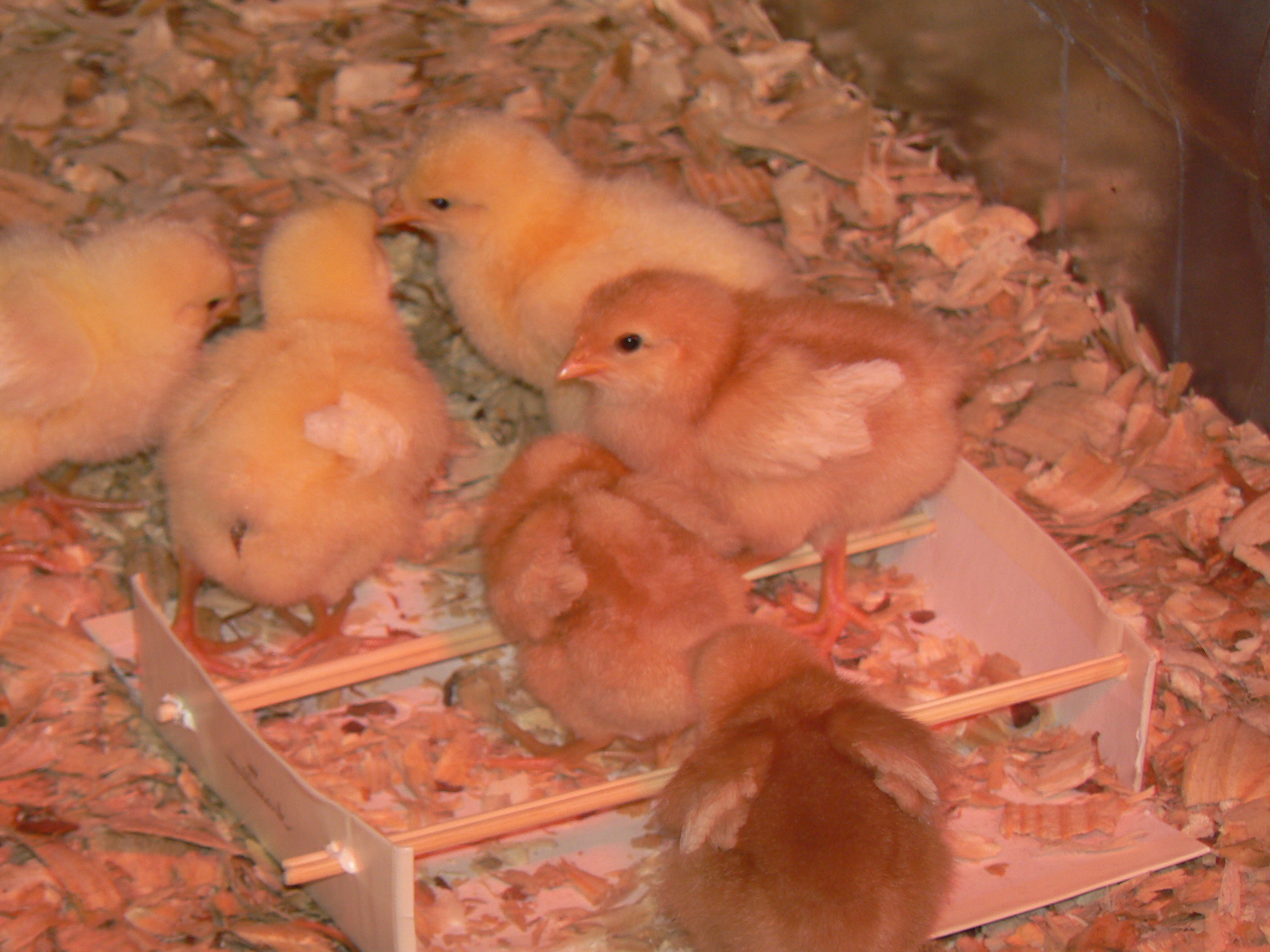 I made a roost for the girls and they love it! I took a greeting card box, cut the length sides and folded them back and poked four skewers through (two and two for stability.) I also sanded the ends, since I had to cut them to length.