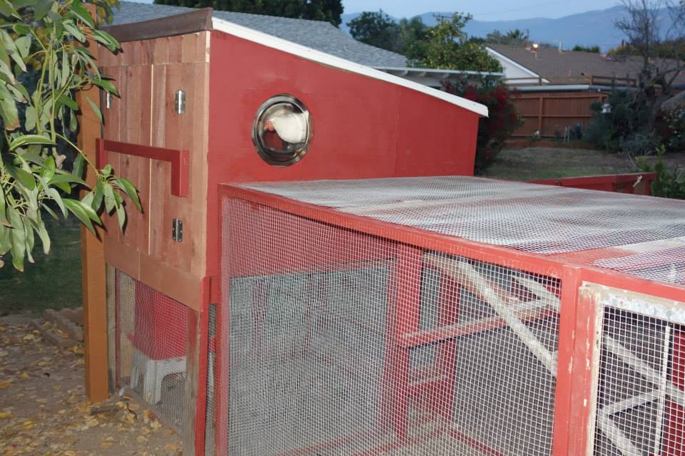 I made two round windows in the coop, one from a big glass plate and one from a big glass lid. The windows are on either side of one of the roosts. The hens love the two window seats!!