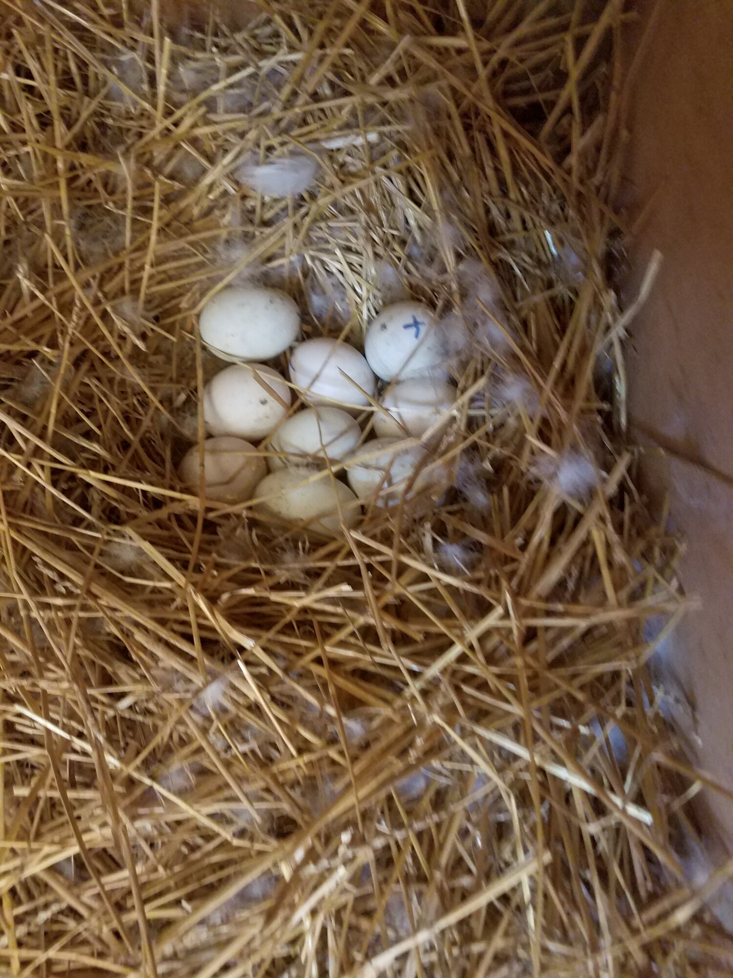 I marked the eggs with a blue whiteboard pen