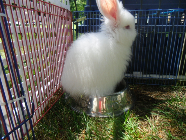 I missed the photo but she got woken up by one of her siblings looking for something to drink or maybe wondering what the heck are you doing, silly you!