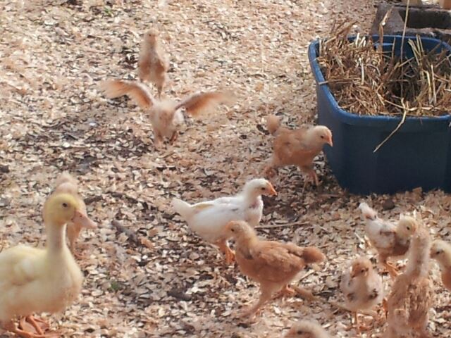 *
I moved the 8 Buff Orpington, 2 Red Sex Link, and 2 White Leghorn chicks plus 2 ducks into the nearly completed coop and run this weekend. Look at the excitement in this photo. "I'm free"!  "I'm free"!