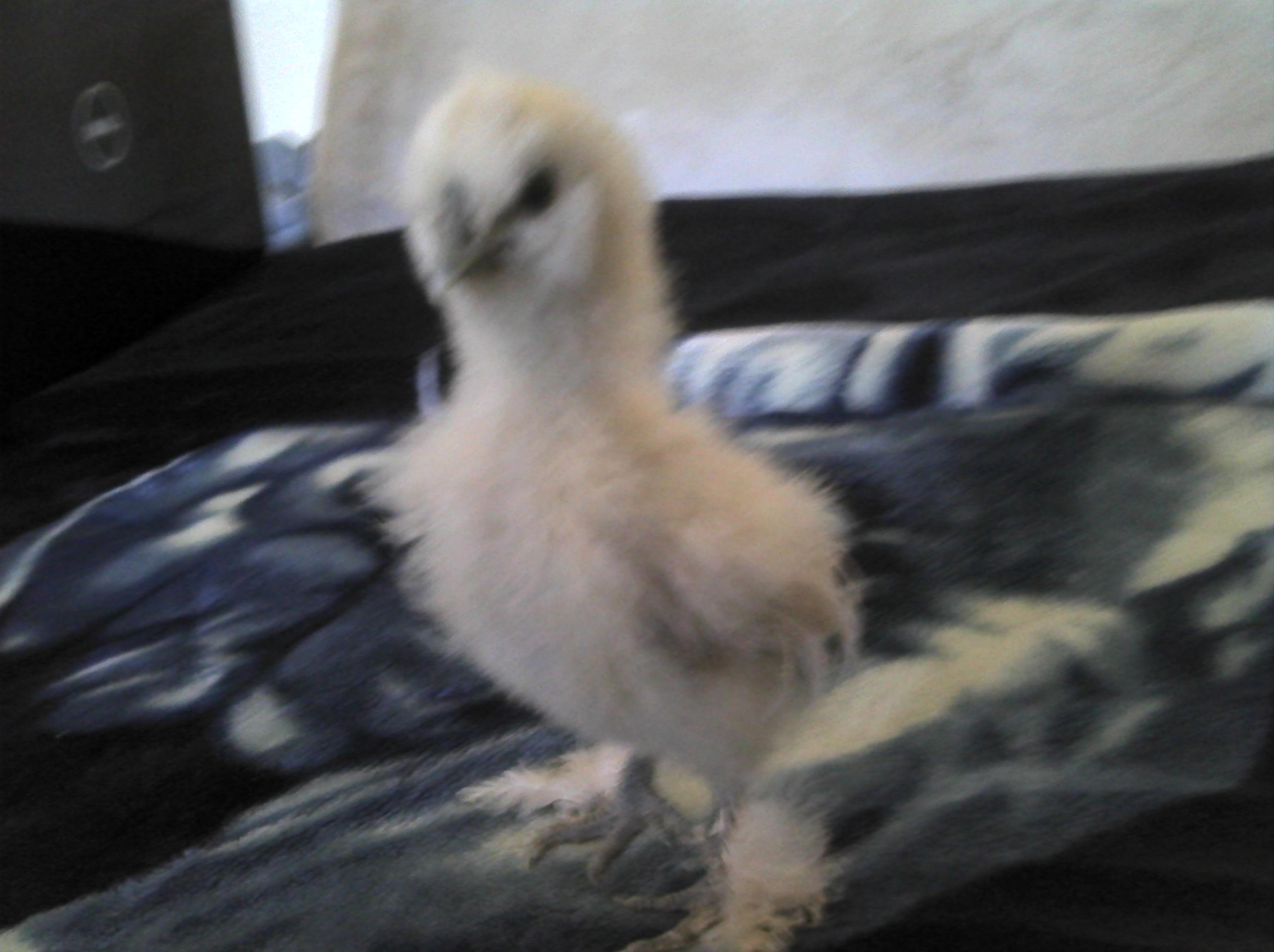 I named her/him molly because i thaugth it was a girl but had to change her/his name to mario.lol