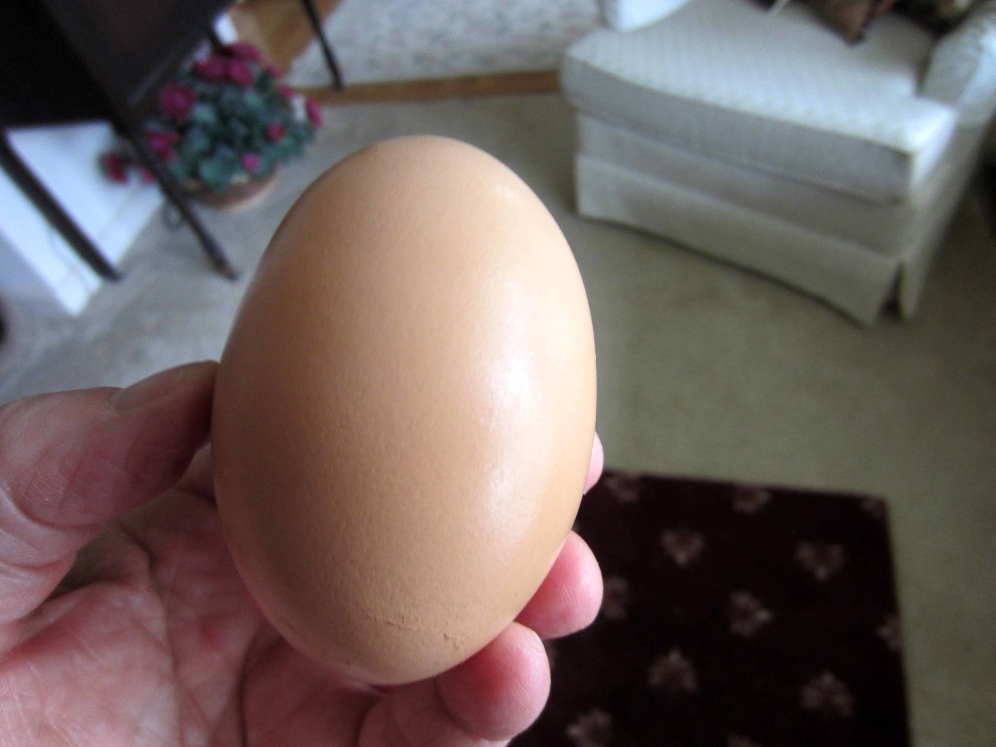 I often get jumbo double yolk eggs that always amaze me, but when I saw this one I could not believe my eyes.  It was also a double yolk.