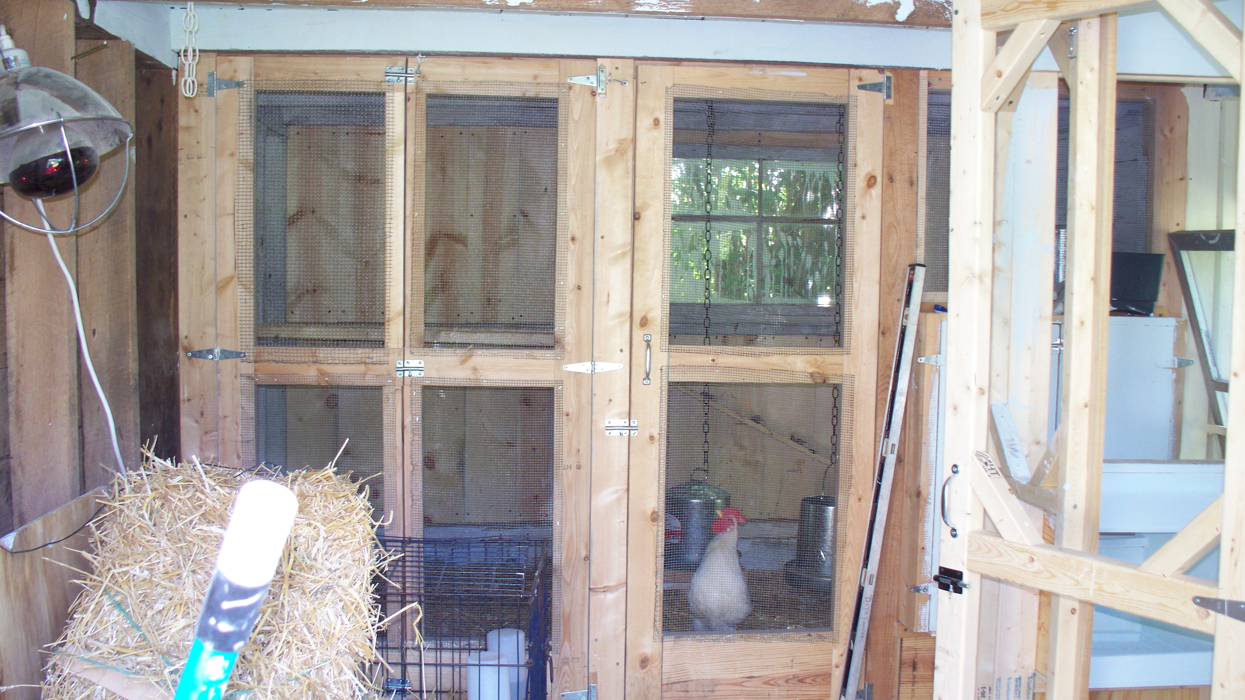 I originally put these doors and wall in about 5 feet from the back wall. It was room enough for about 13 chickens max. This year I have removed these doors due to chicken math.