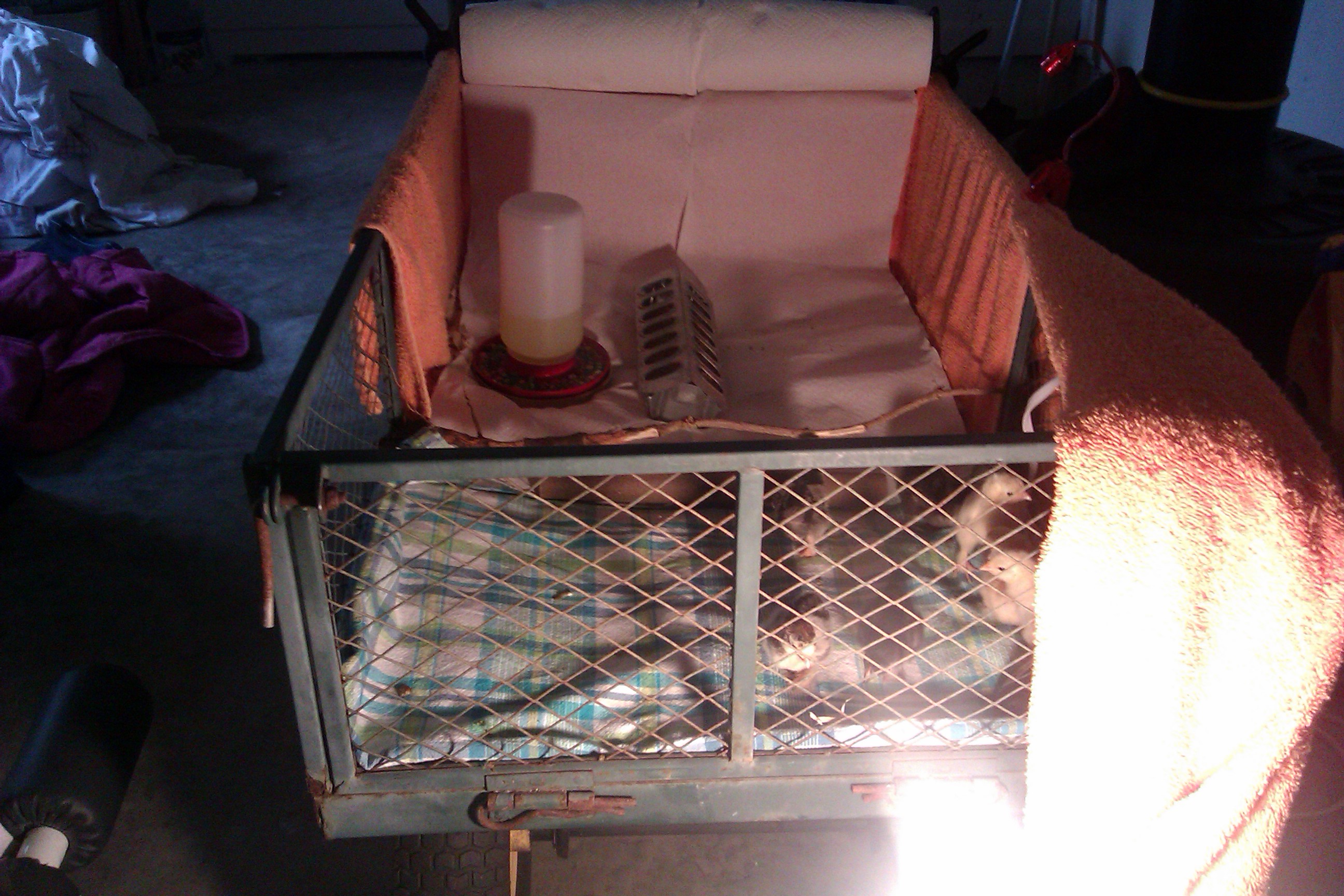 I placed two towels in the cart first, then added 2 rubbermaid lids, large pine shavings in half, and a heating pad under blanket in the other half.  I pulled the towel back so you can see.