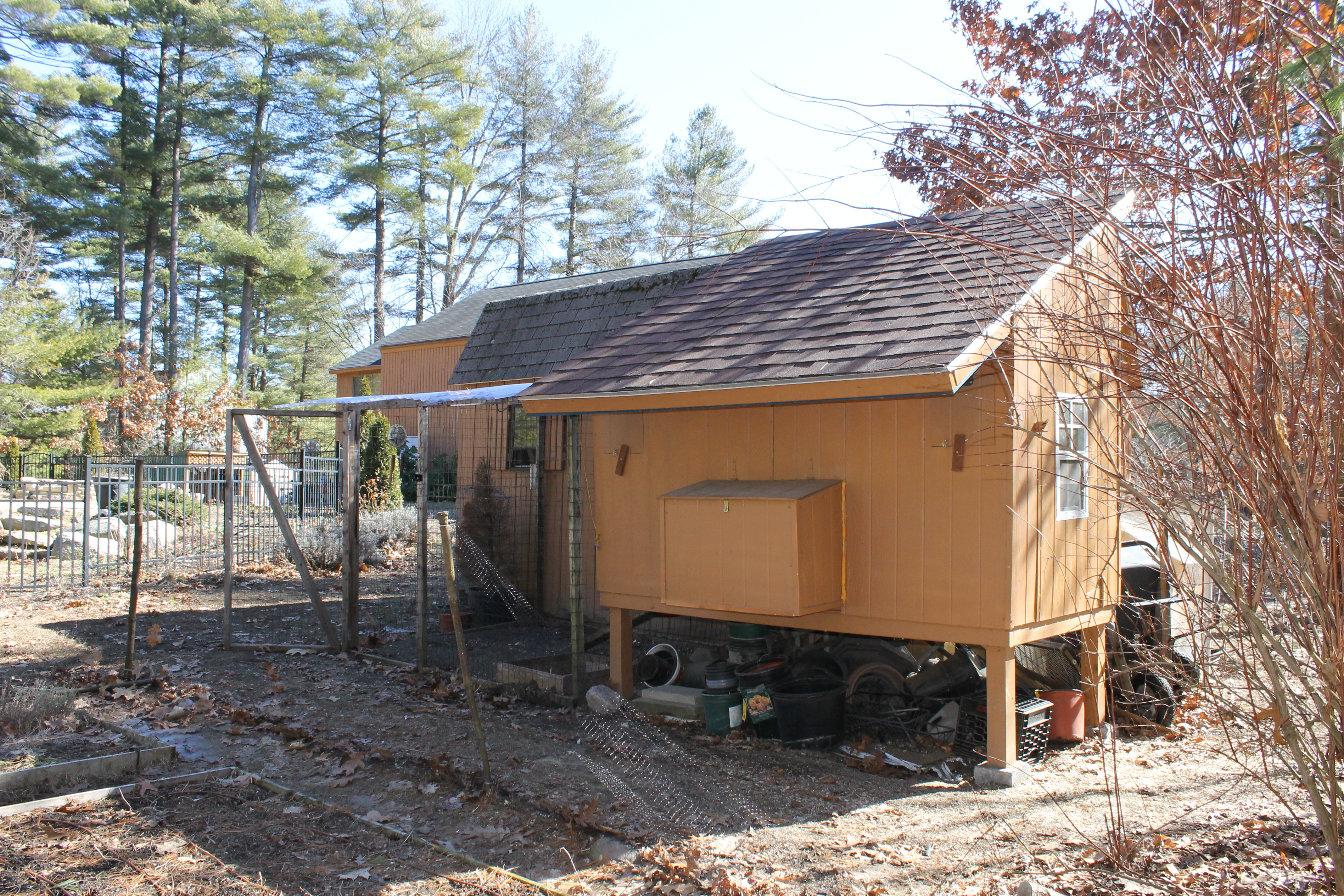 I plan to clean out under the coop and add more caged area for them.