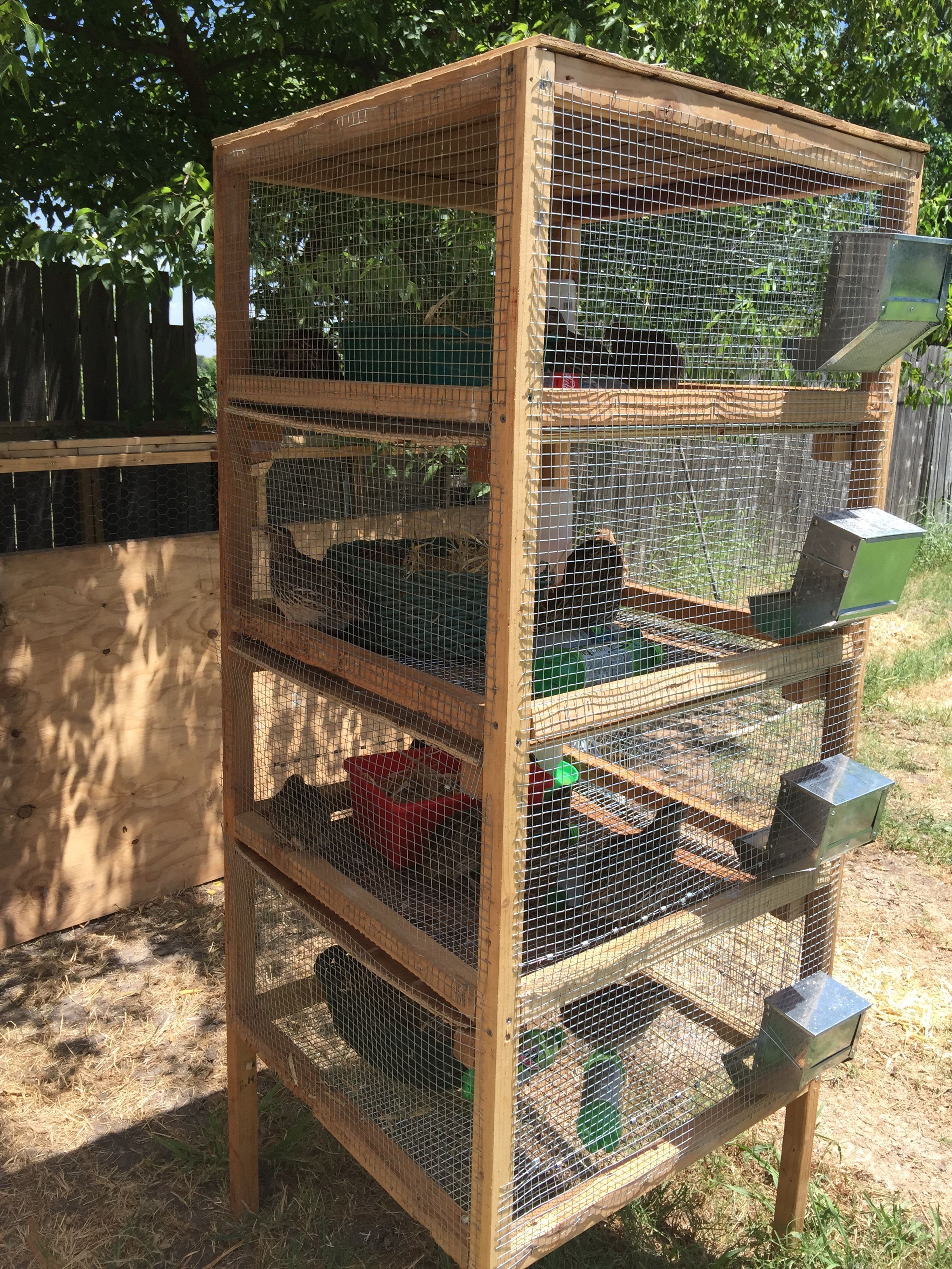 I put baskets and tubs of straw in their pens to give them somewhere to get off the wire. I feel bad (even though I know it's cleaner) that they are on wire. They ended up laying their eggs in baskets. That surprised me. The Mountain Dew bottles you see are frozen over night and then put in their pens to help keep them cool. They'll lay right next to them. It's about 102 degrees right now plus humidity. Yesterday's heat index was like 110. So I change out the water bottles throughout the day. It seems to help them handle the heat. I also have a panel I put up for more shade. I moved it for pictures. And come winter time I'll either tarp it or move it into the shed.