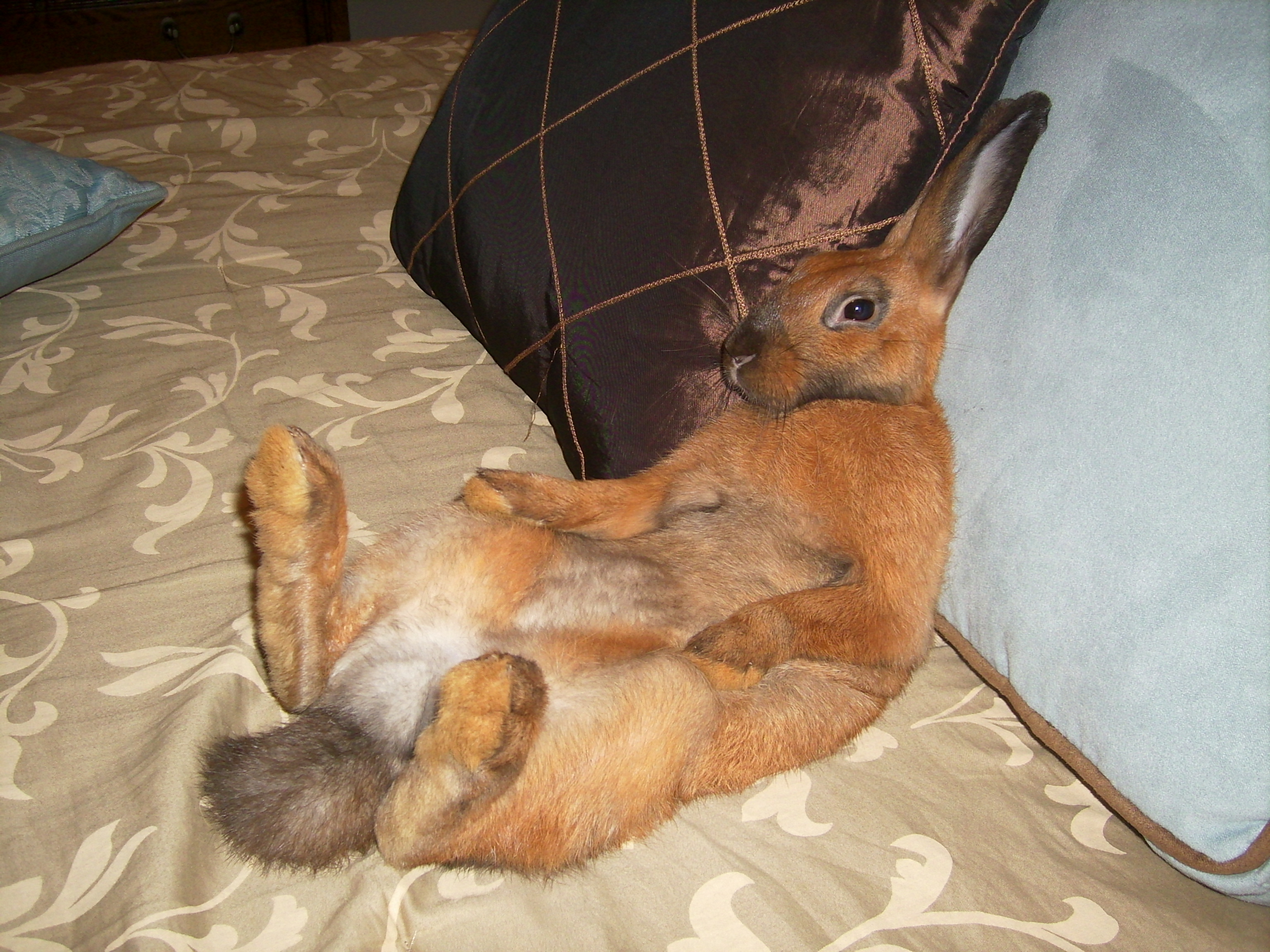 I put him in that position, and he just hung out there for awhile. Should have put the remote in his little paw. That would have been hilarious.